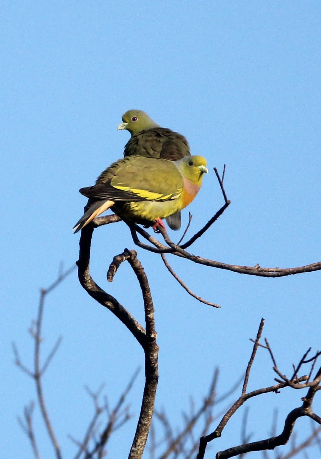 Orange-breasted Green-Pigeon (Treron bicinctus) Udawalawa NP Sri Lanka (2).JPG