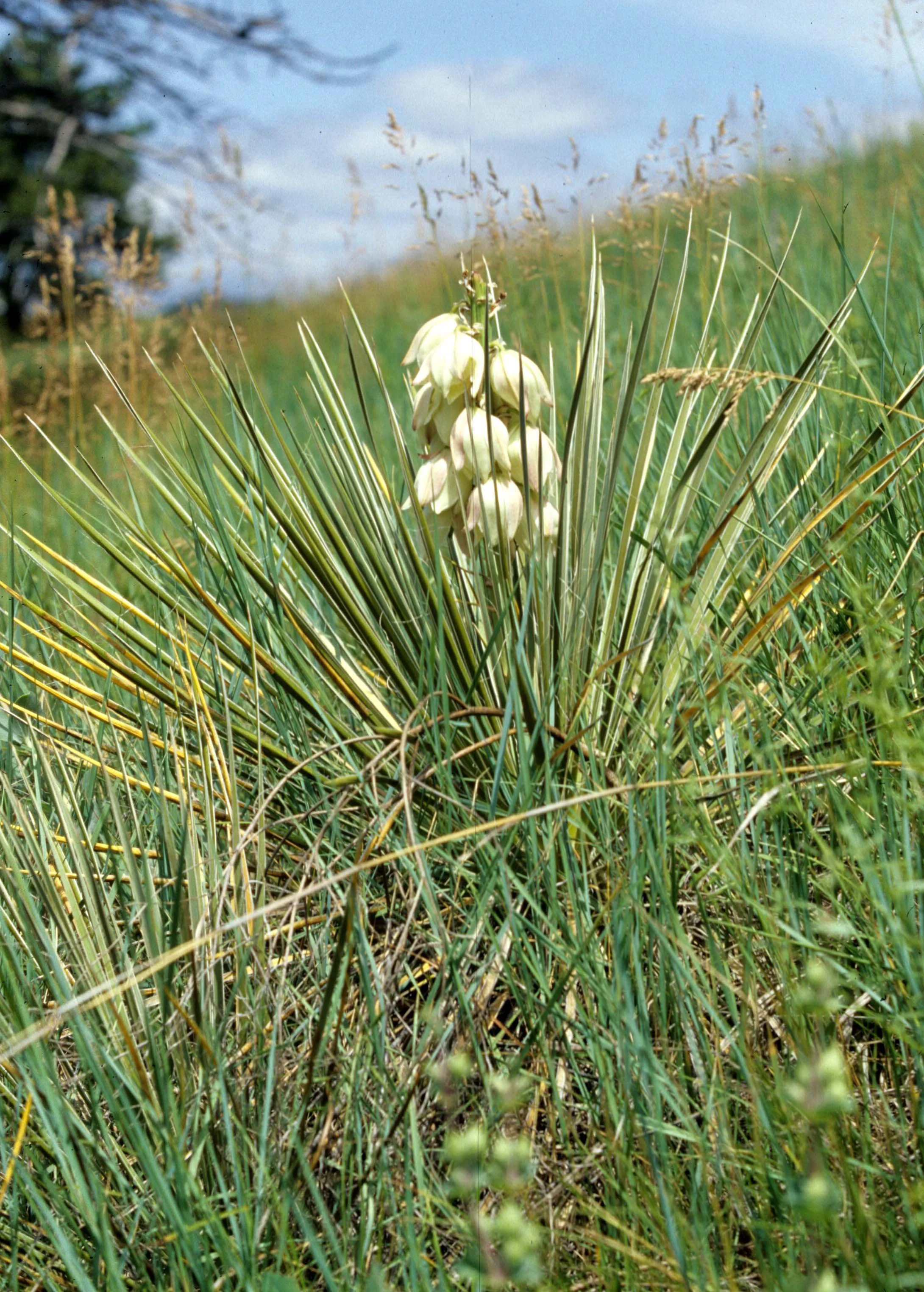 GREAT PLAINS - PLANT SPECIES B.jpg