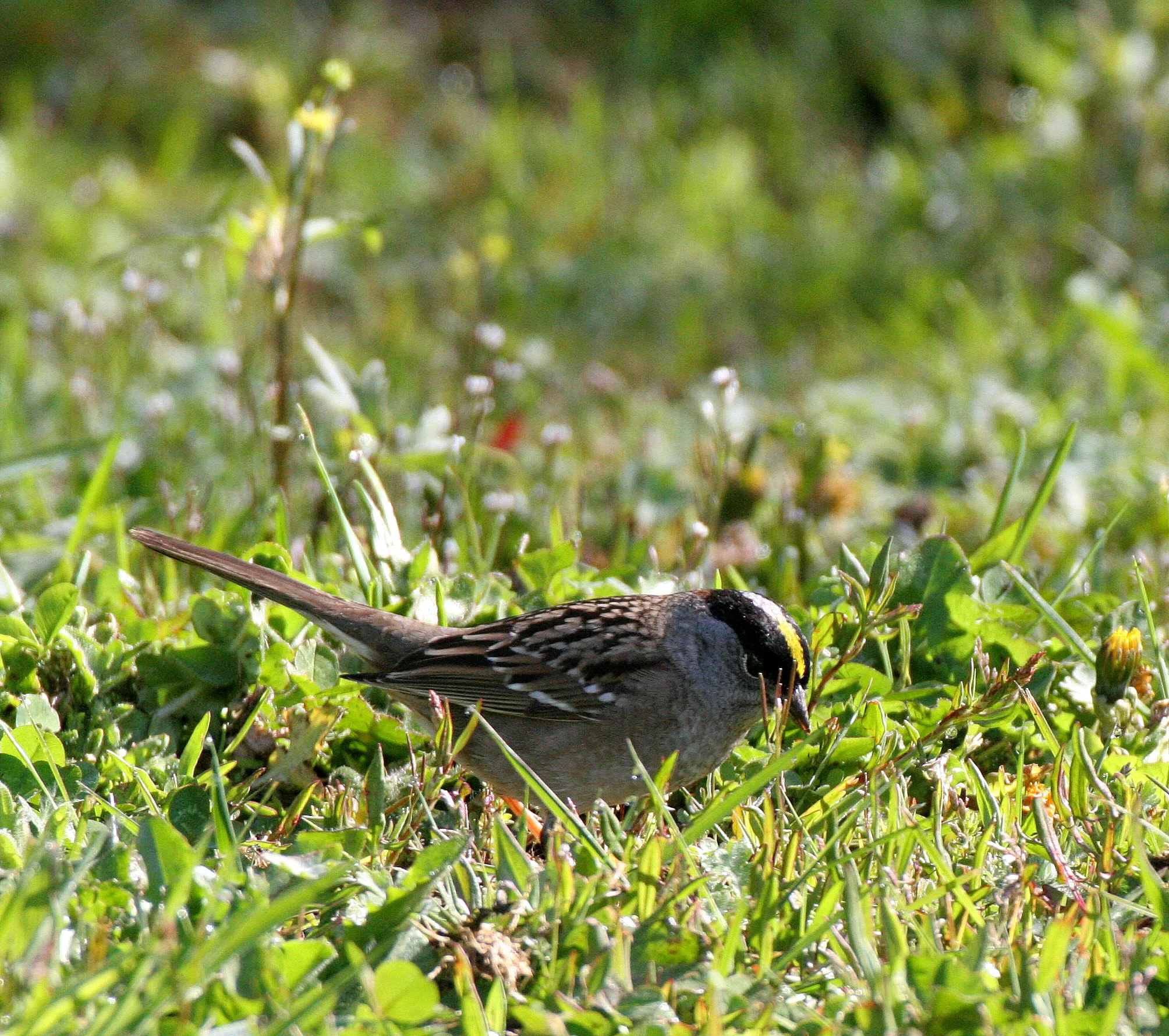 Gold-crowned Sparrow ((Zonotrichia atricapilla) Lake Farm Woods Washington (5).JPG