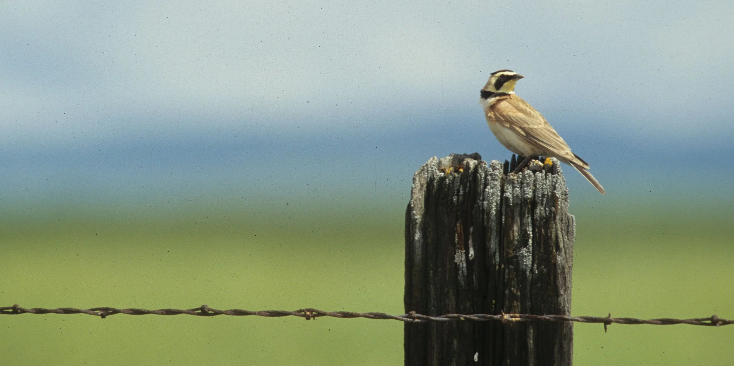 Horned Lark (Eremophila alpestris) Sacramento Valley California (2).jpg