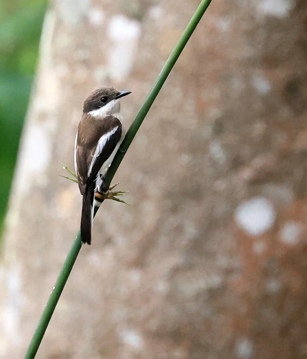 Bar-winged Flycatcher-shrike (Hemipus picatus) Khao Yai National Park Feb 2026 Day 2 (22).jpg