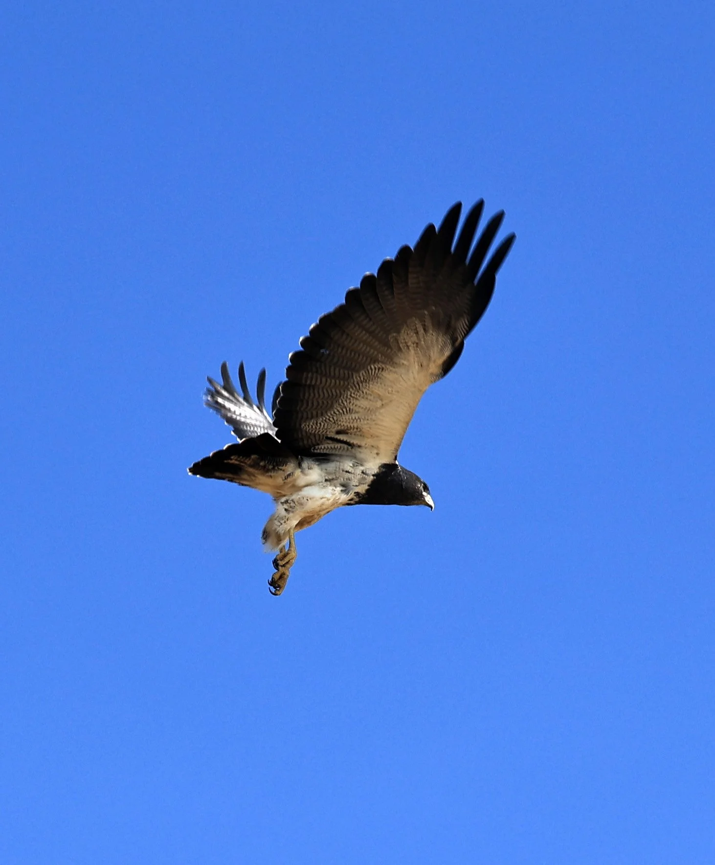 Black-chested buzzard-eagle (Geranoaetus melanoleucus) Chaco Lodge & Laguna Salada Paraguay (22).jpg