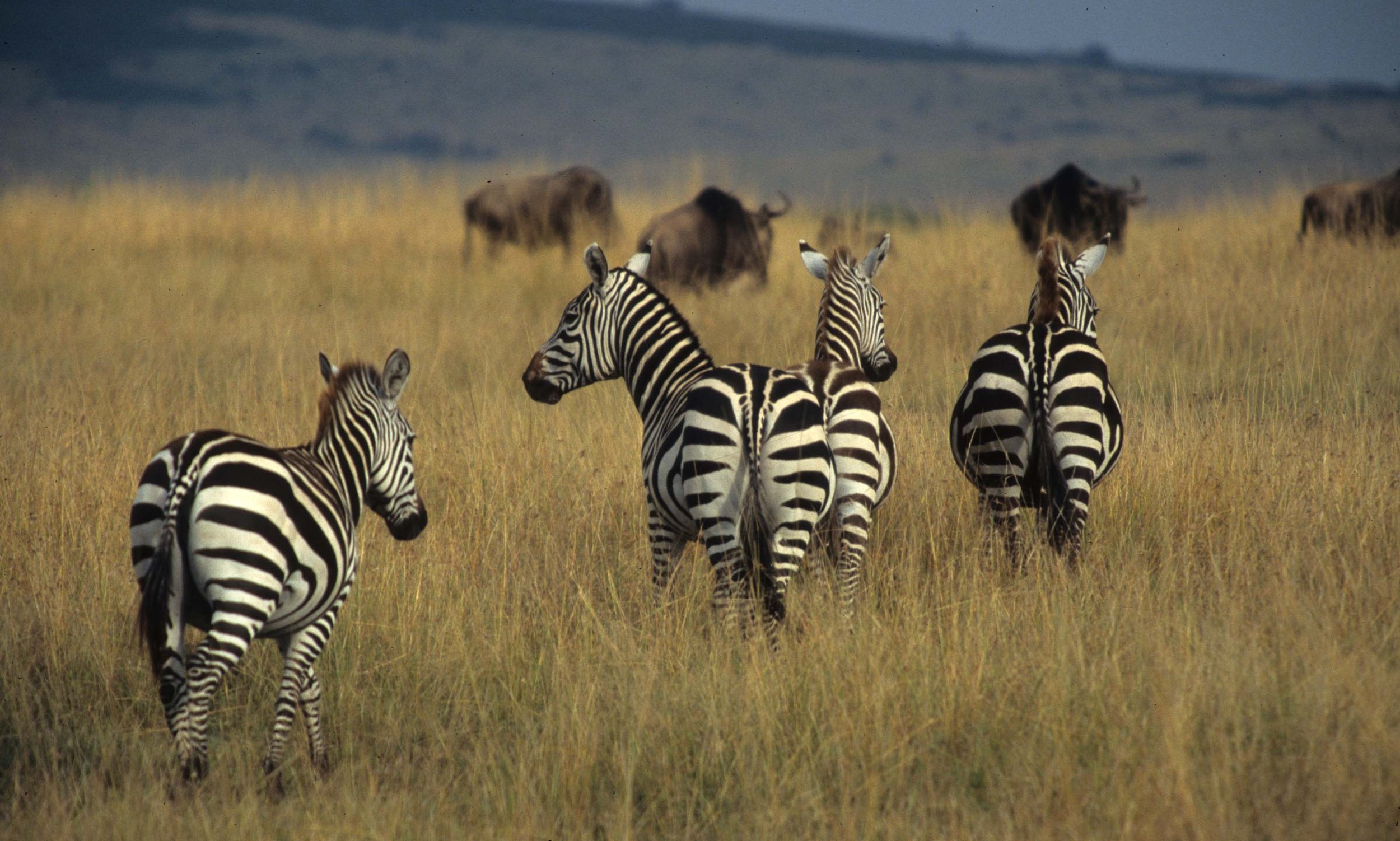 EQUIN - ZEBRA - COMMON - SERENGETI (18).jpg
