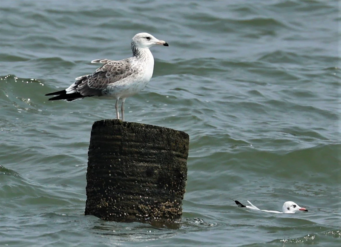 GULL - HEUGLIN'S GULL or SIBERIAN GULL - Larus (fuscus) heuglini - GULF OF SIAM OFF BANGKOK & SAMUT SAKHORN FEB 05 2022 (6).jpg