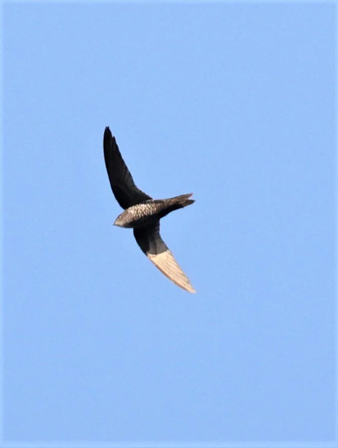 Cook's Swift (Apus cooki) Doi Ang Khang Chiang Mai (6).JPG