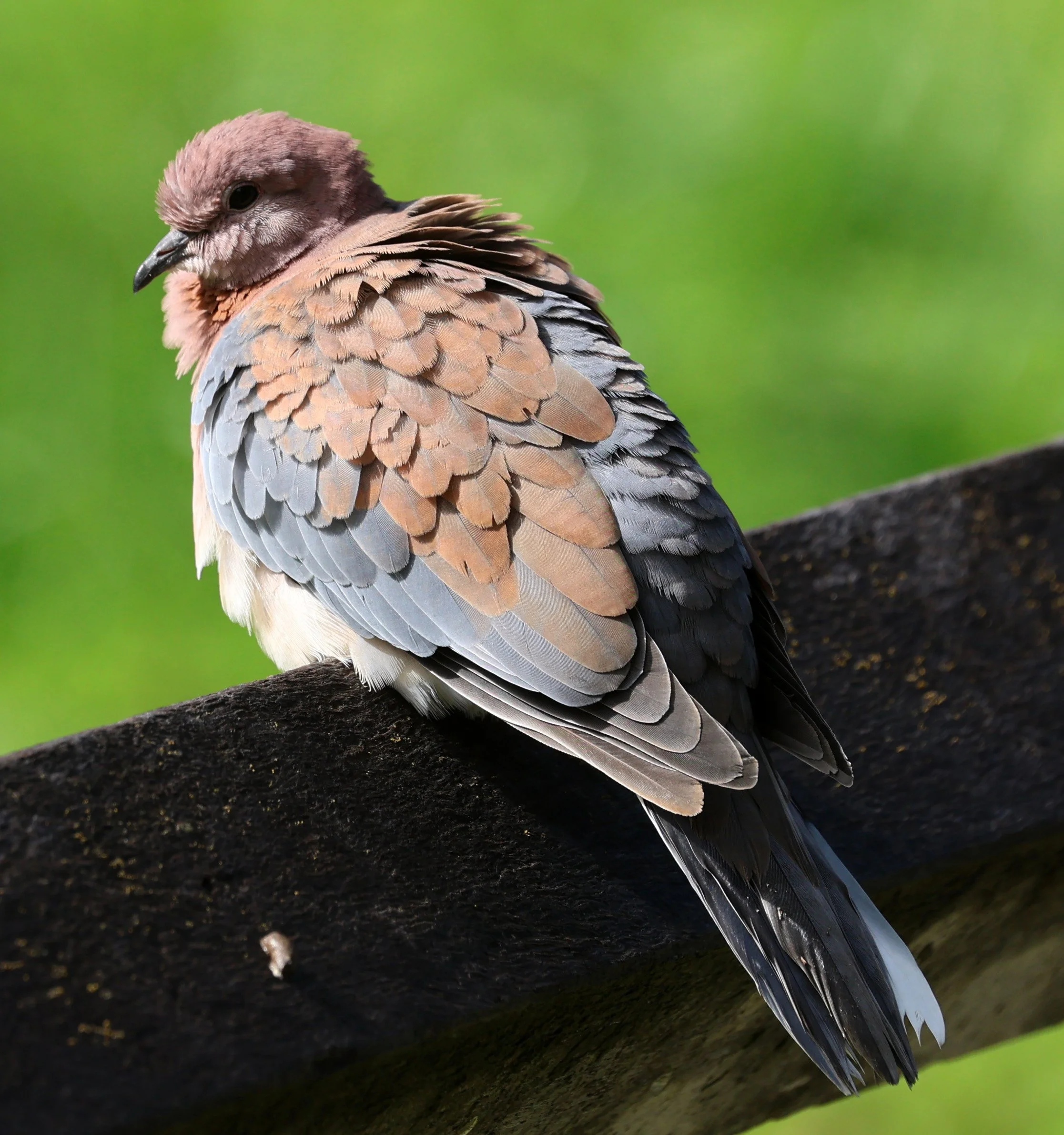 Laughing Dove (Spilopelia senegalensis) Rottnest Island - Western Australia (24).jpg