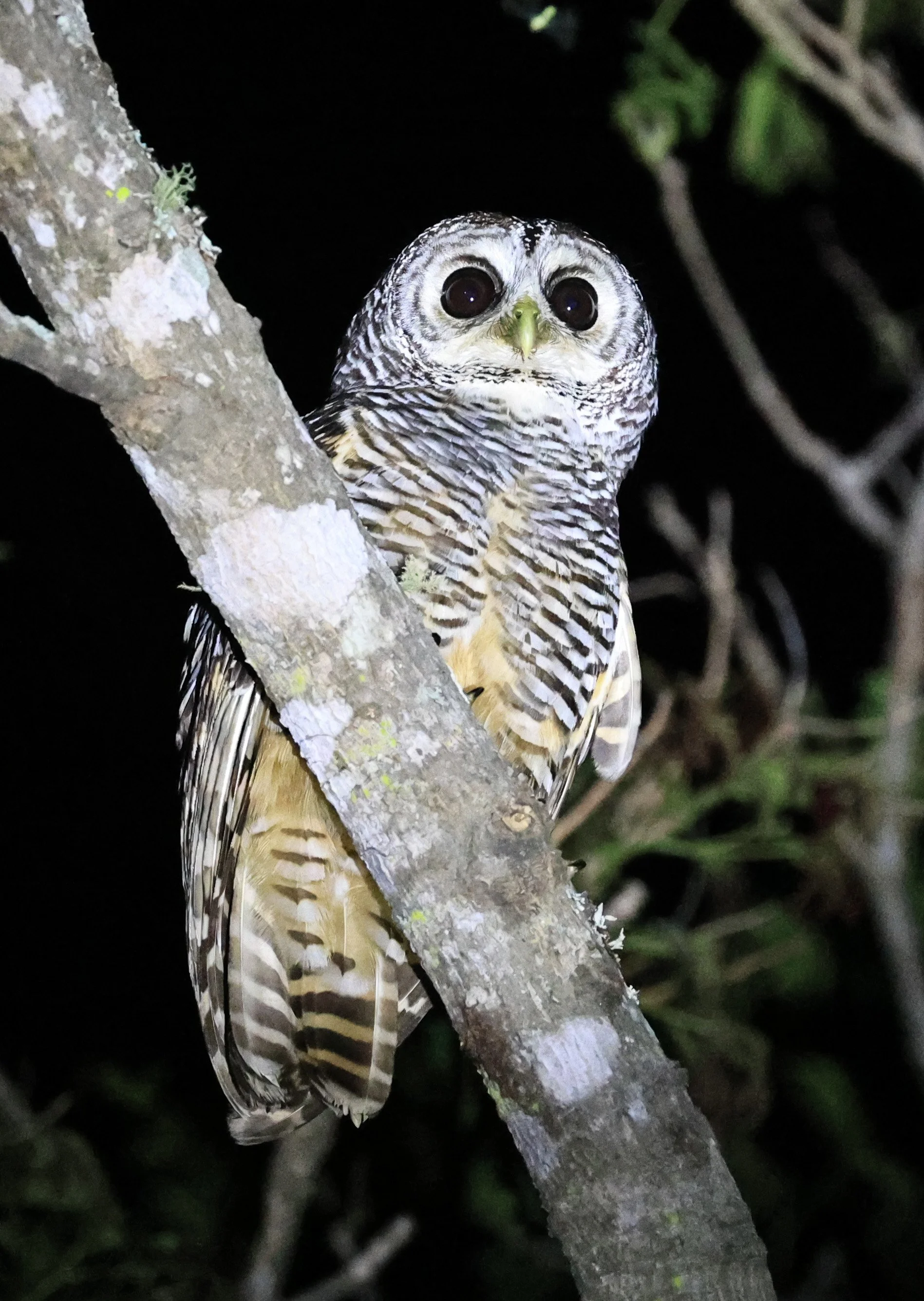 Chaco Owl (Strix chacoensis) Reserva Nueland  Selva Serena (46).jpg