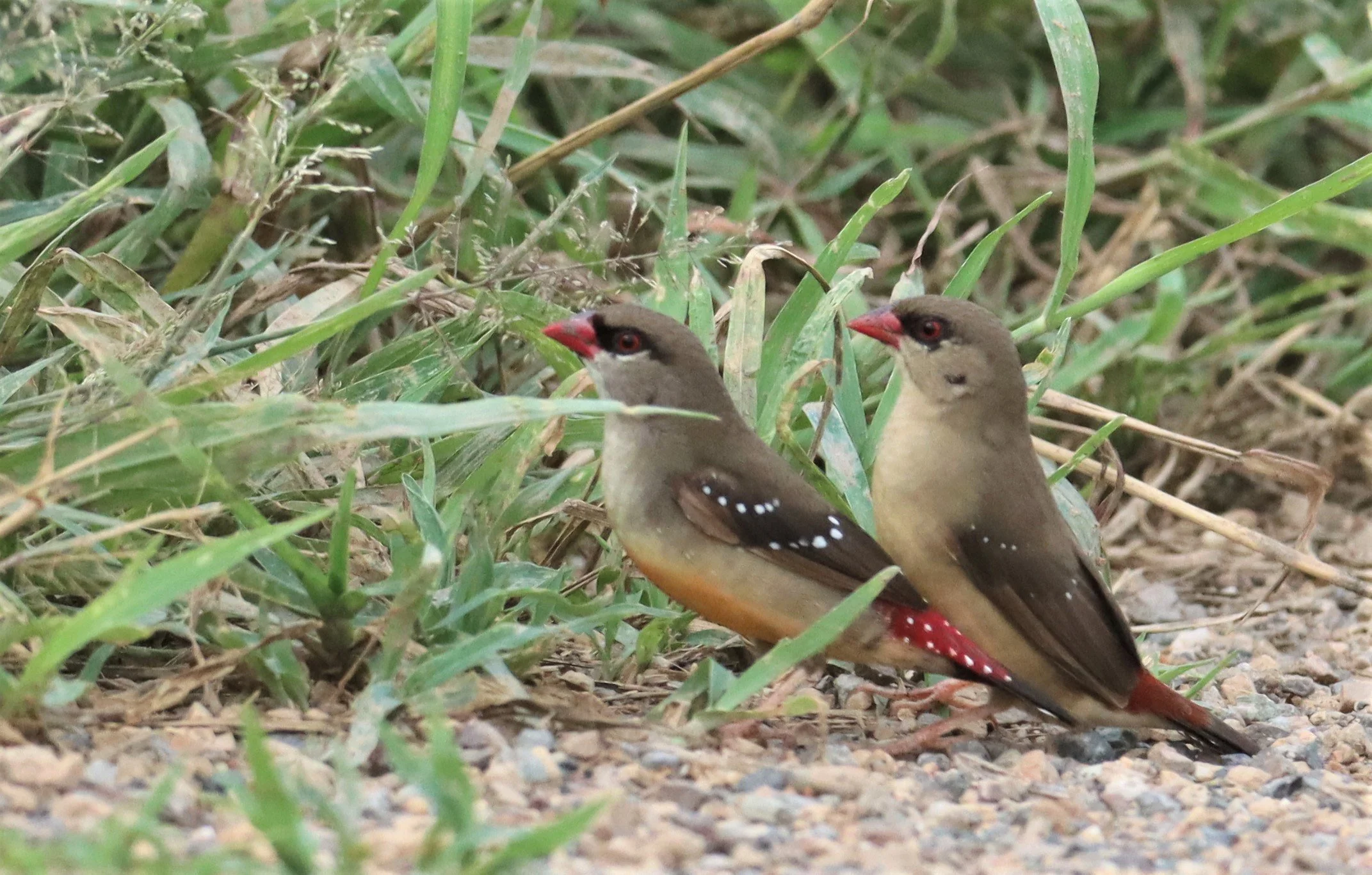 RED AVADAVAT - Amandava amandava - THAP YAO RICE FIELDS LAT KRABANG (67).jpg