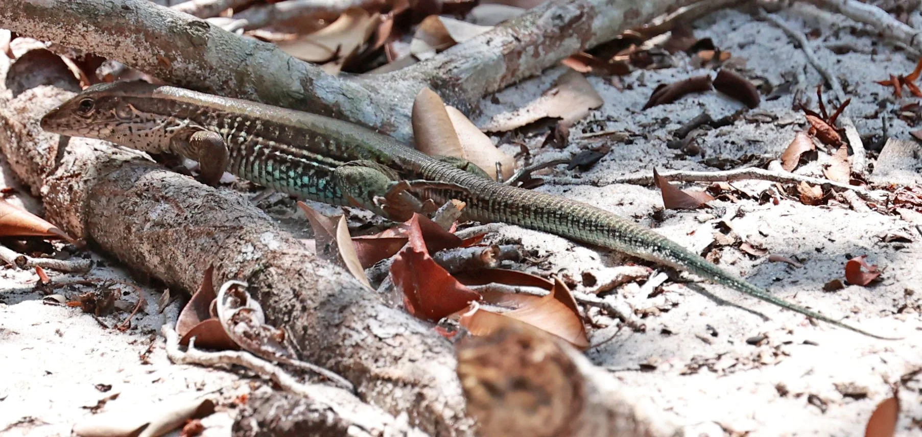 Family Teiidae - Whiptails & Tegus — Coke Smith Wildlife