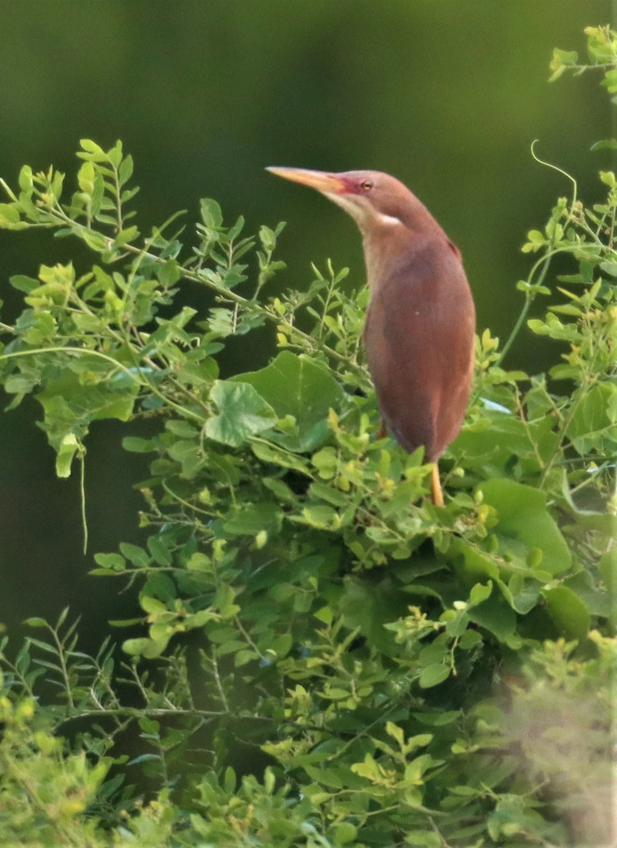BITTERN - CINNAMON BITTERN (CHESTNUT BITTERN) - Ixobrychus cinnamomeus - PATHUM THANI RICE RESEARCH CENTER (43).jpg