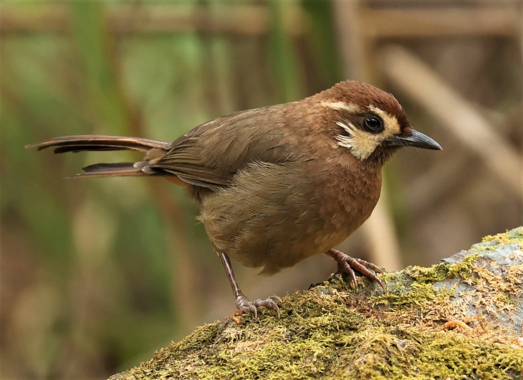 LAUGHINGTHRUSH - WHITE-BROWED LAUGHINGTHRUSH - Pterorhinus sannio - DOI SAN JU (DOI LANG WEST) FEB 2022 (18).jpg