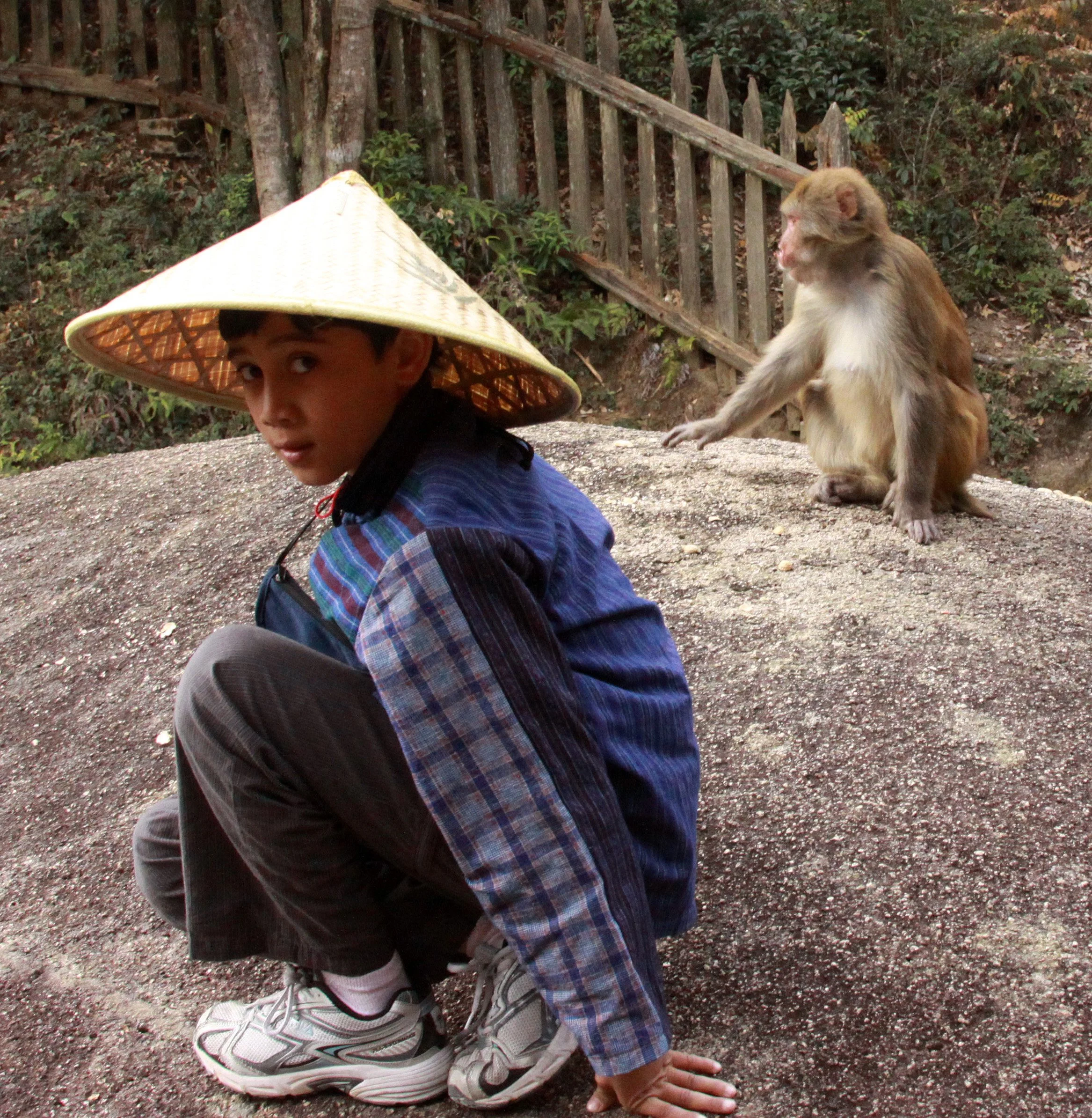 CERCOPITHECIDAE - Macaca mulatta littoralis - SOUTH CHINESE RHESUS MACAQUE - CHINESE ALLIGATOR BREEDING CENTER - XUANCHENG (8).JPG