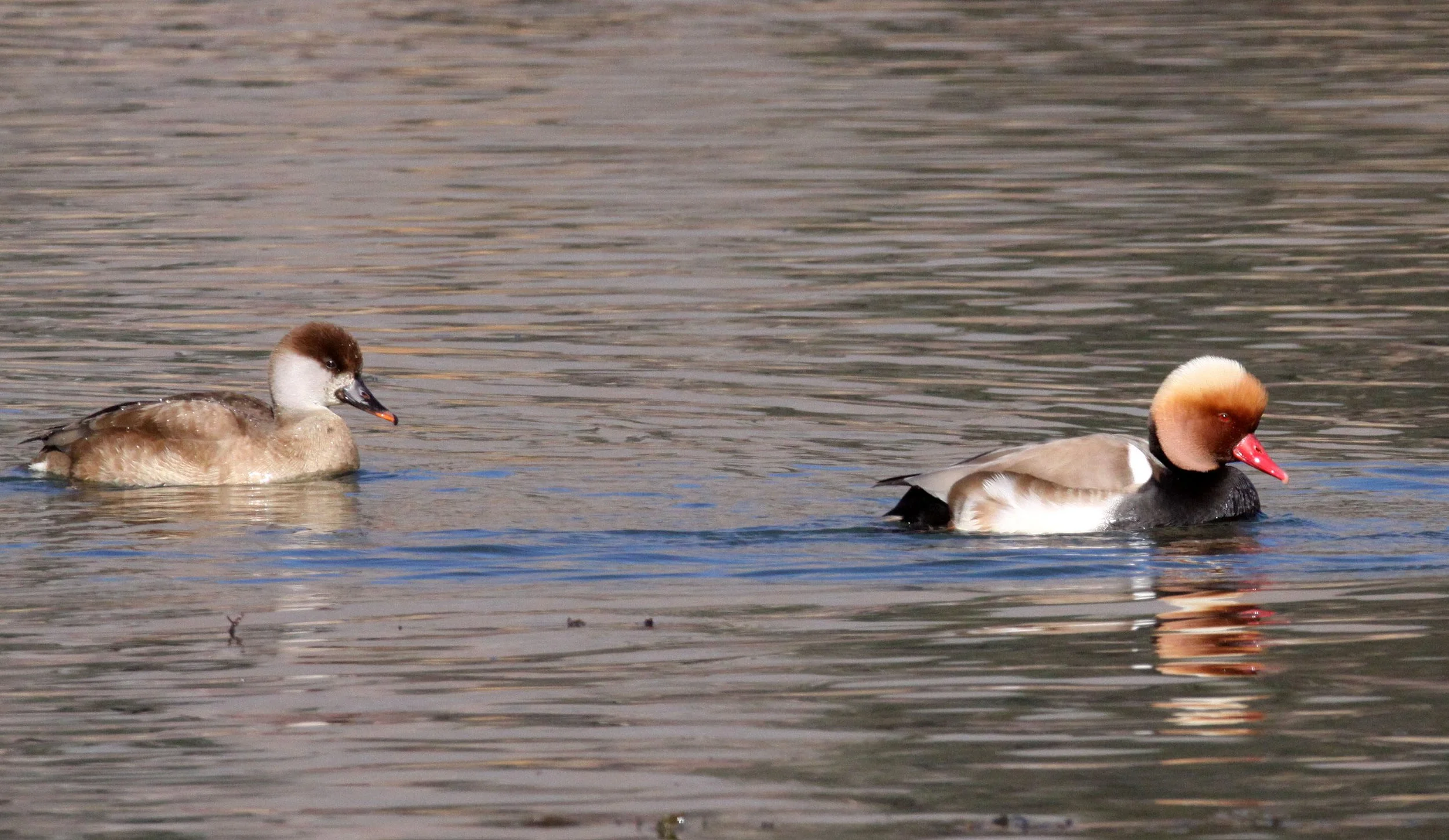 POCHARD - RED-CRESTED POCHARD - Netta rufina - CAO HAI WETLANDS PARK NEAR LIJIANG YUNNAN CHINA (35).JPG