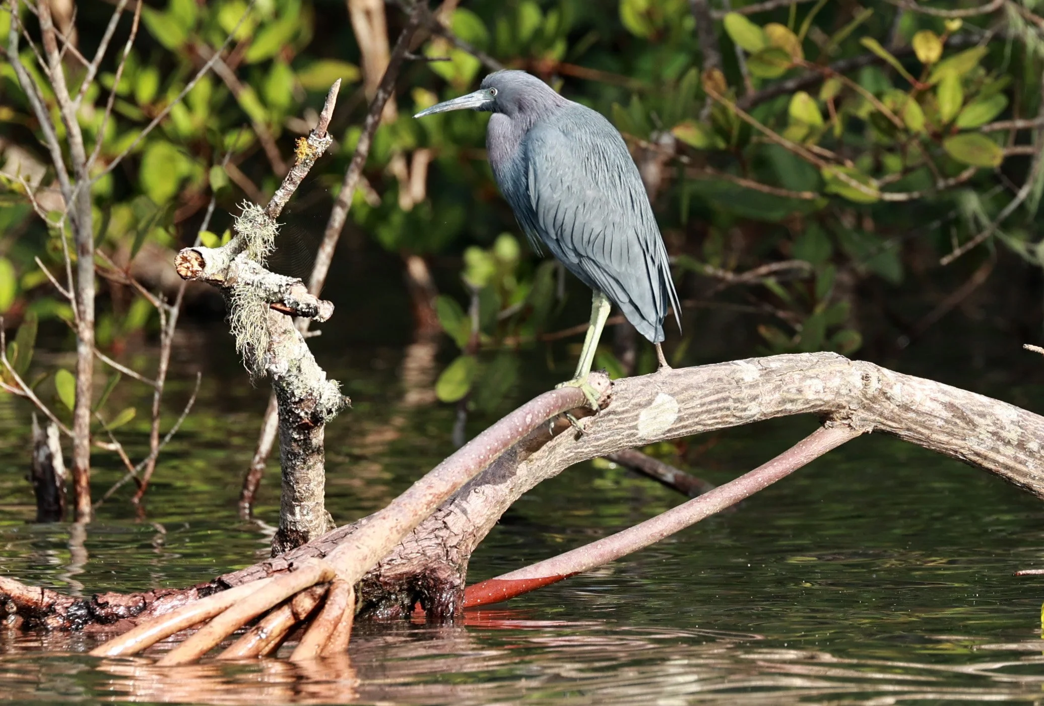 Little Blue Heron (Egretta caerulea) Superagüi National Park, Brazil (7).jpg