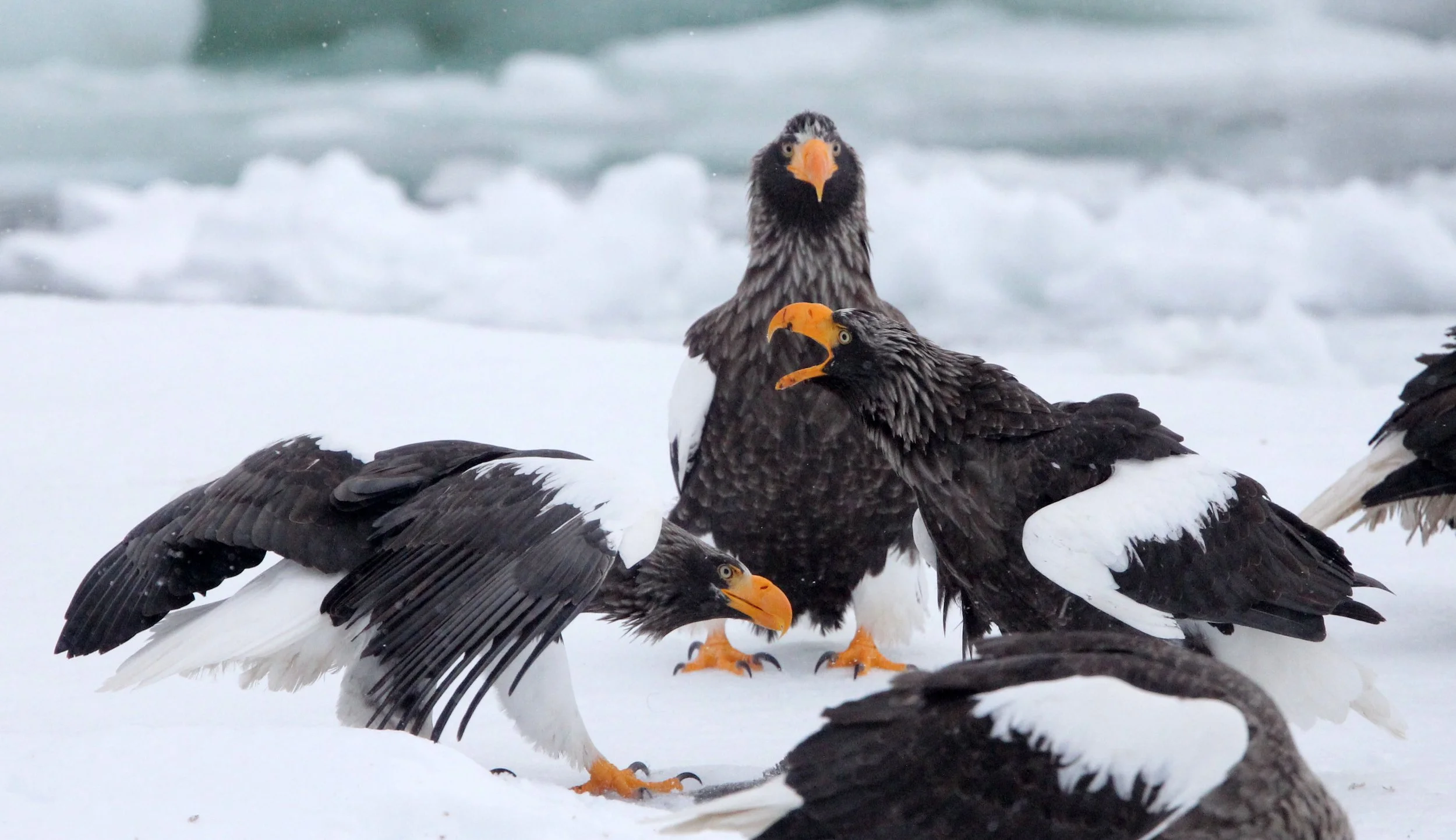 Haliaeetus pelagicus - STELLER'S SEA EAGLE - RAUSU, SHIRETOKO PENINSULA, HOKKAIDO JAPAN (193).JPG
