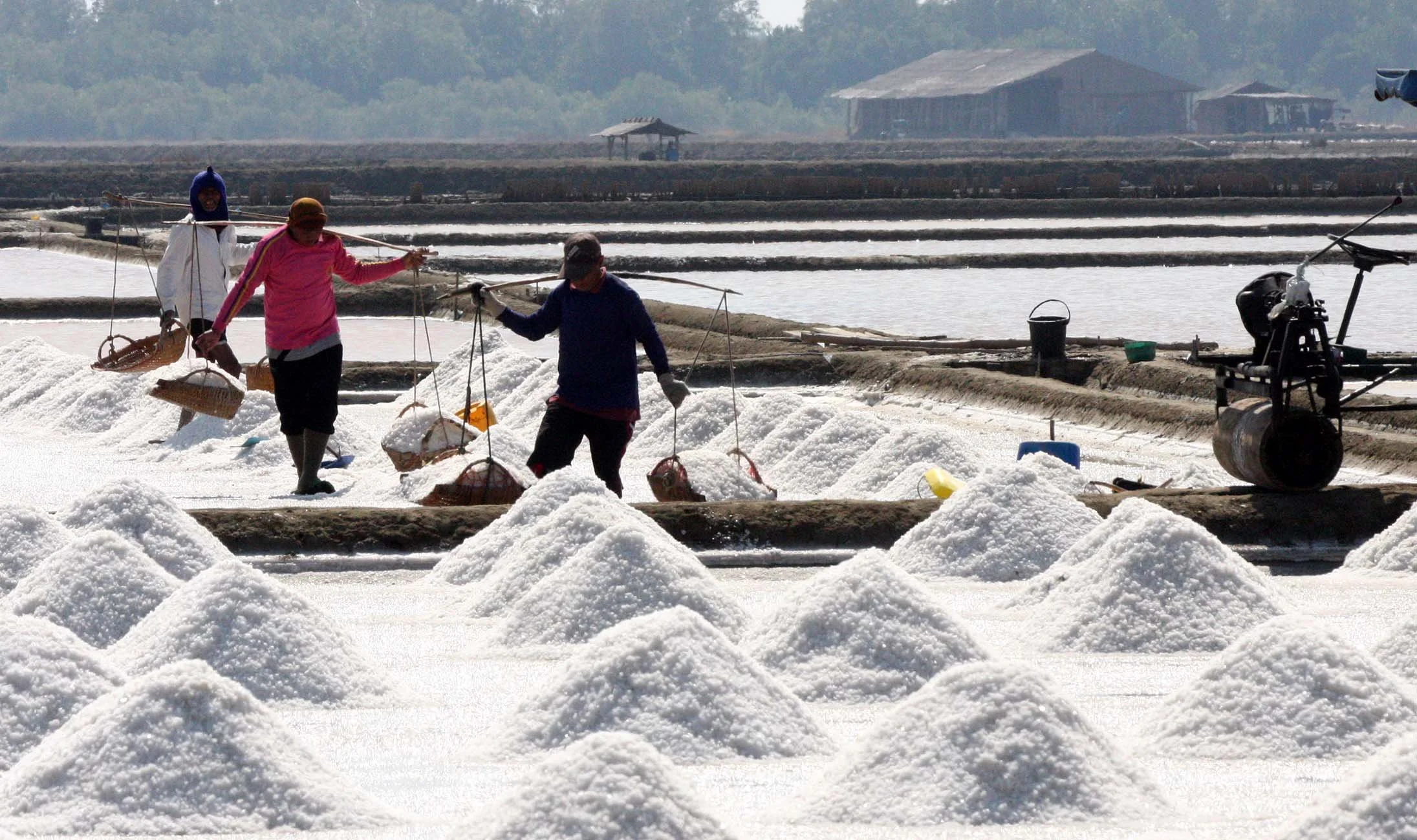 2009 Samut Songkran Salt & Shrimp in Ponds (3).JPG