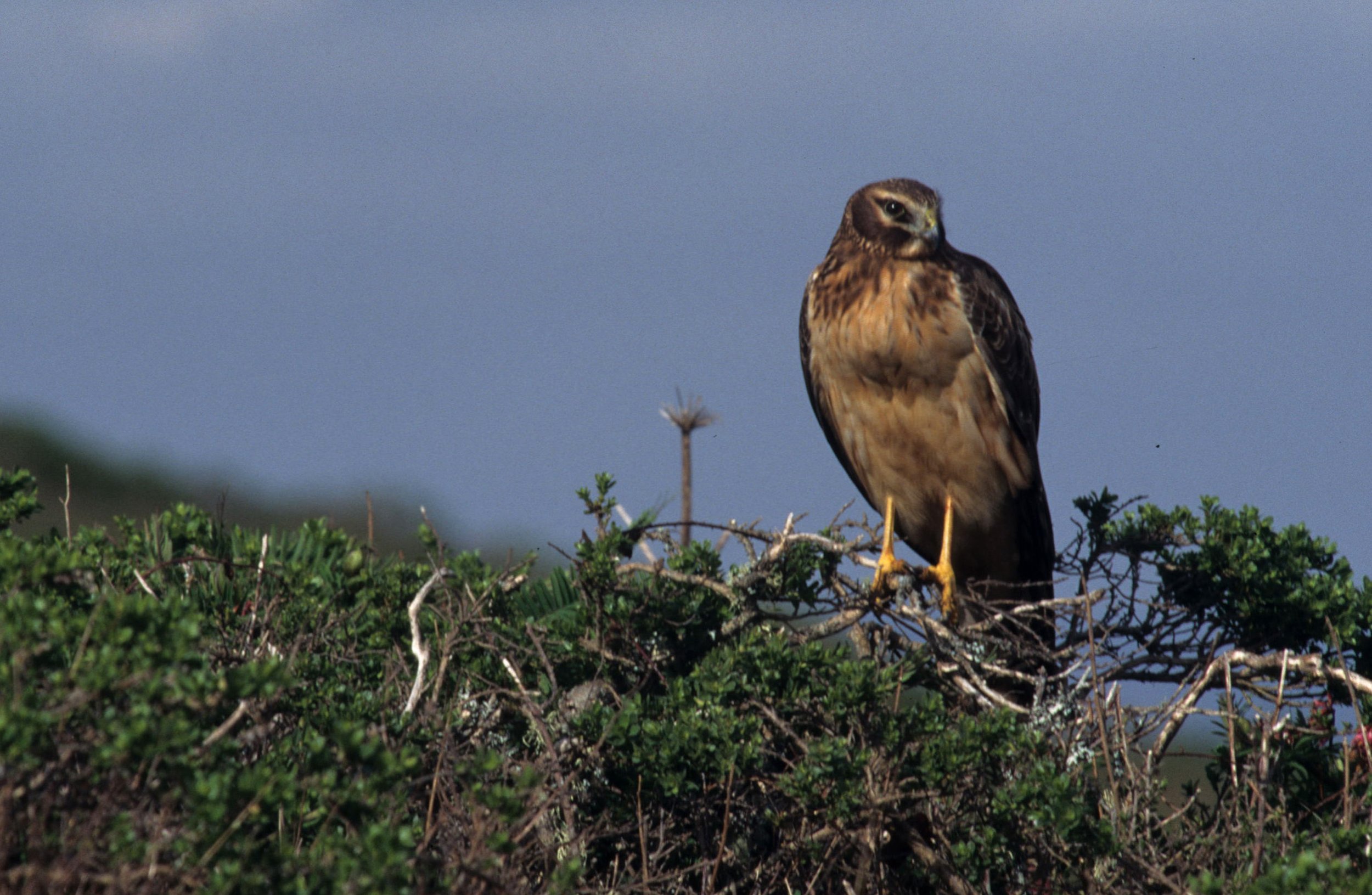 Buteo jamaicensis - RED-TAILED HAWK - POINT REYES.jpg