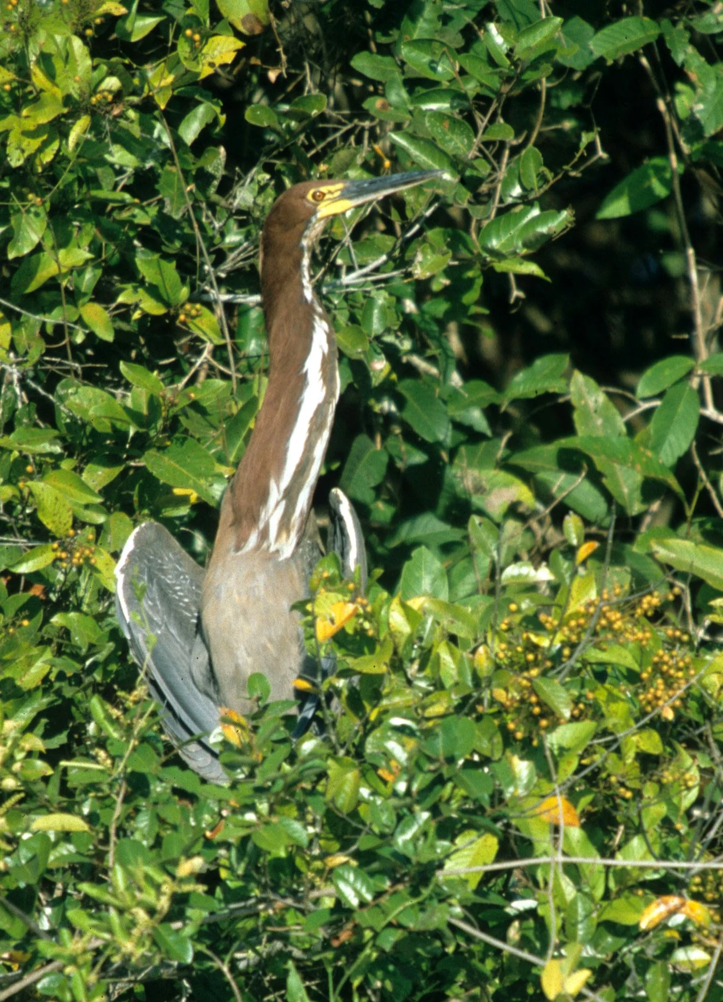 HERON - TIGER HERON - Tigrisoma mexicanum - PANTANAL BRAZIL (6).jpg