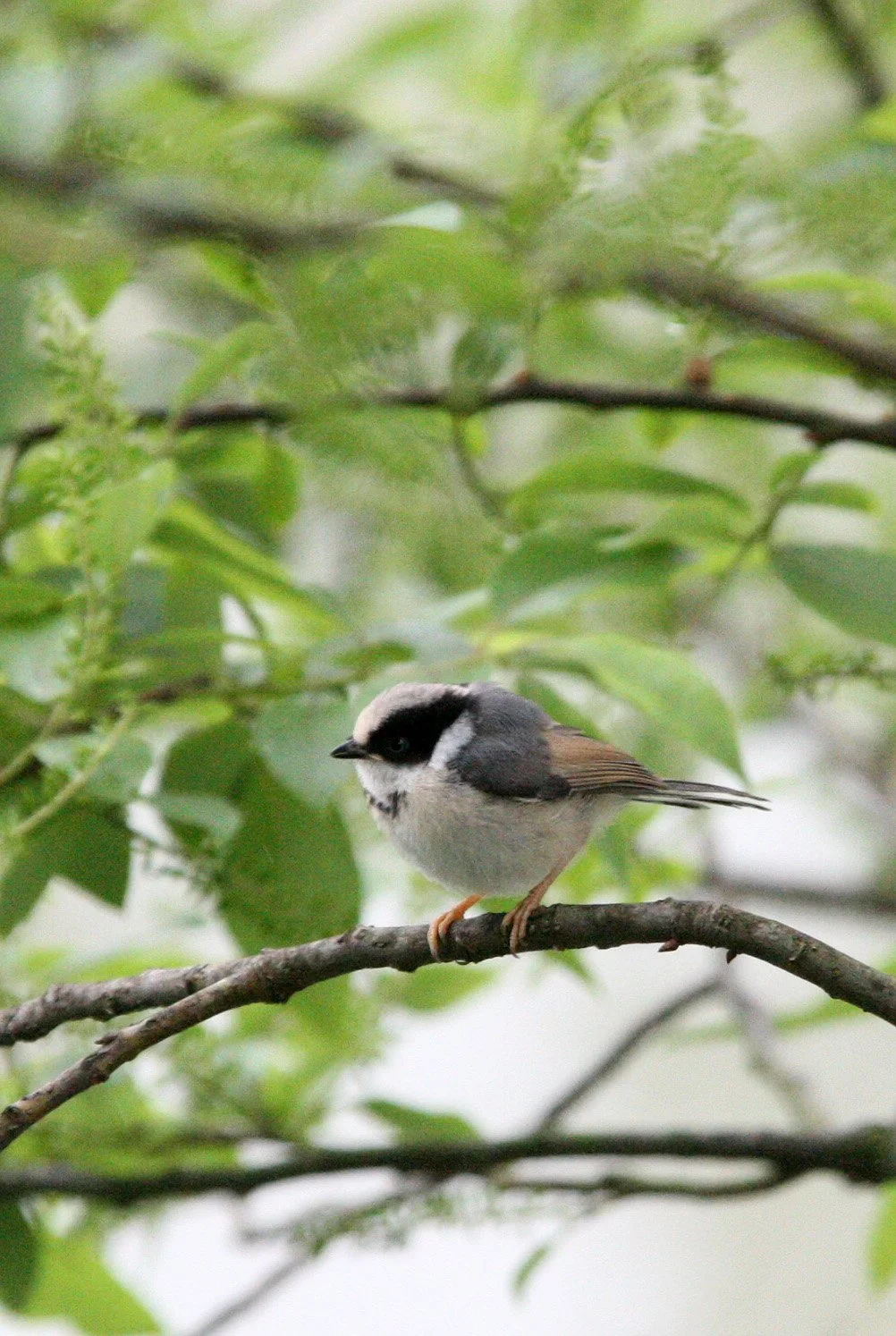 Black-throated Bushtit (Aegithalos concinnus) Hongcun Village, Anhui China (3).JPG