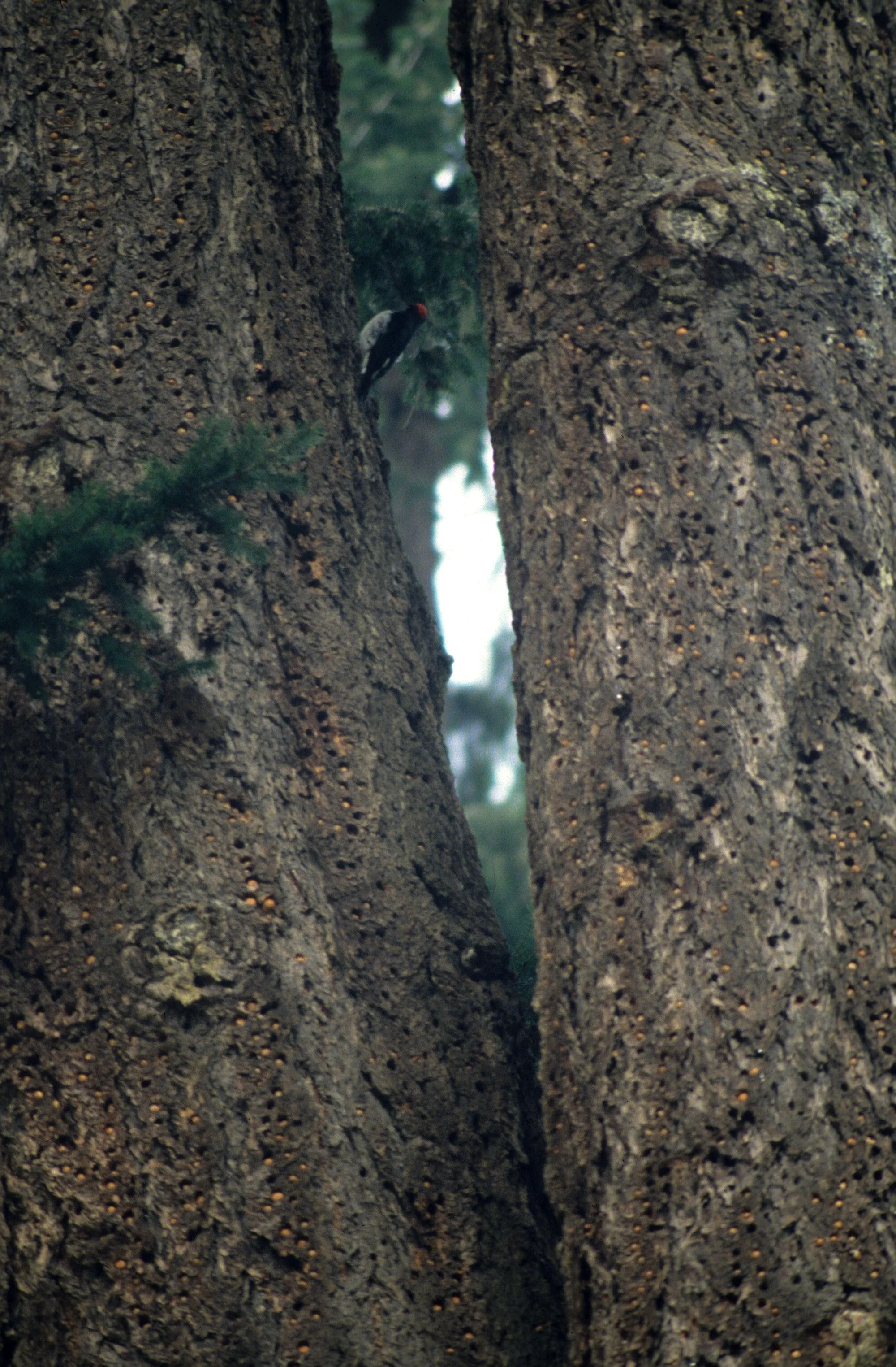 BIRD - WOODPECKER - ACORN - POINT REYES CALIF.jpg
