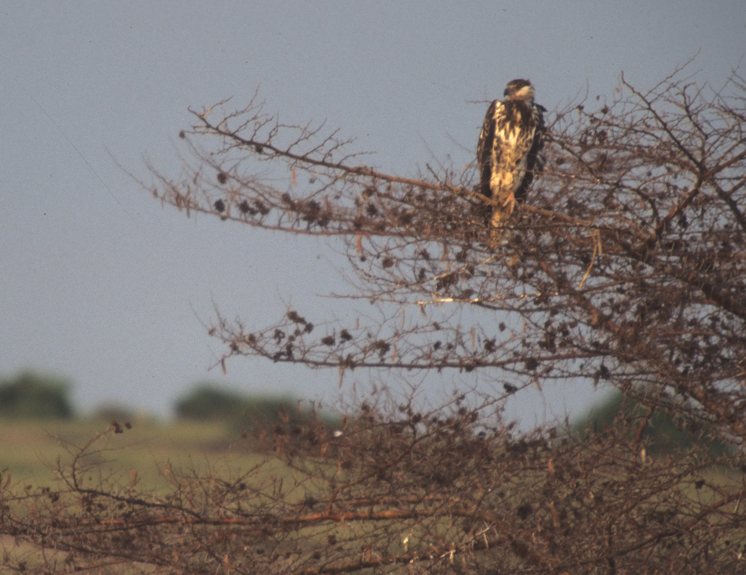 BIRDS - BUZZARD - AUGUR - UGANDA.jpg