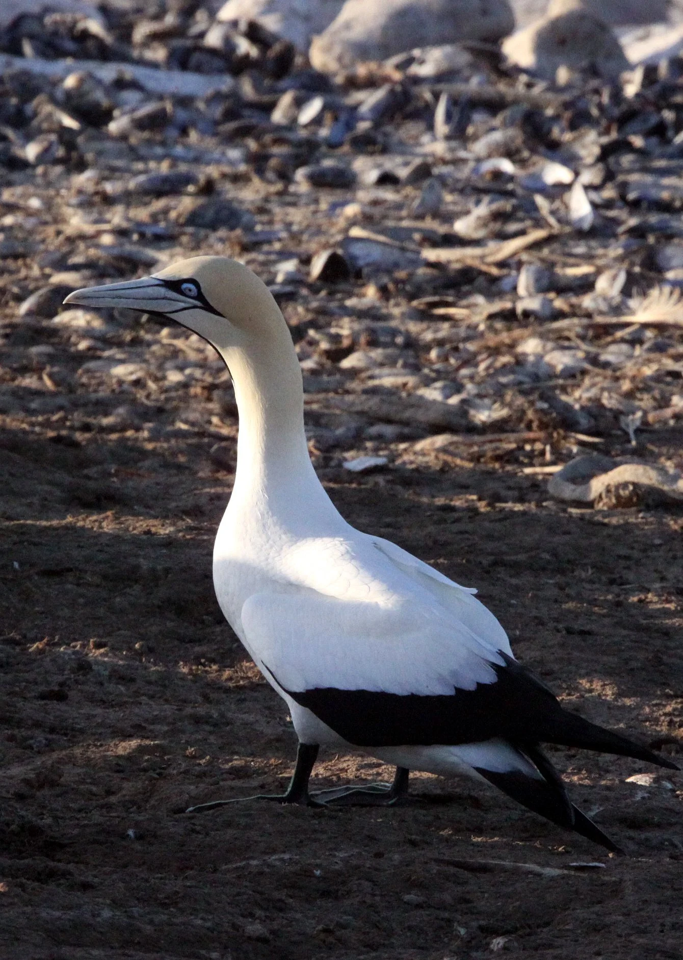 Cape gannet (Morus capensis) Lambert's Bay South Africa (60).JPG