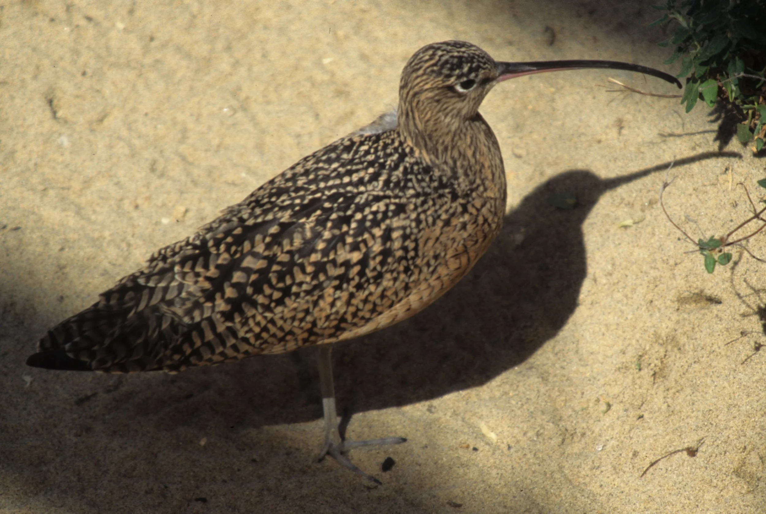 BIRD - WHIMBREL - MONTERREY A.jpg