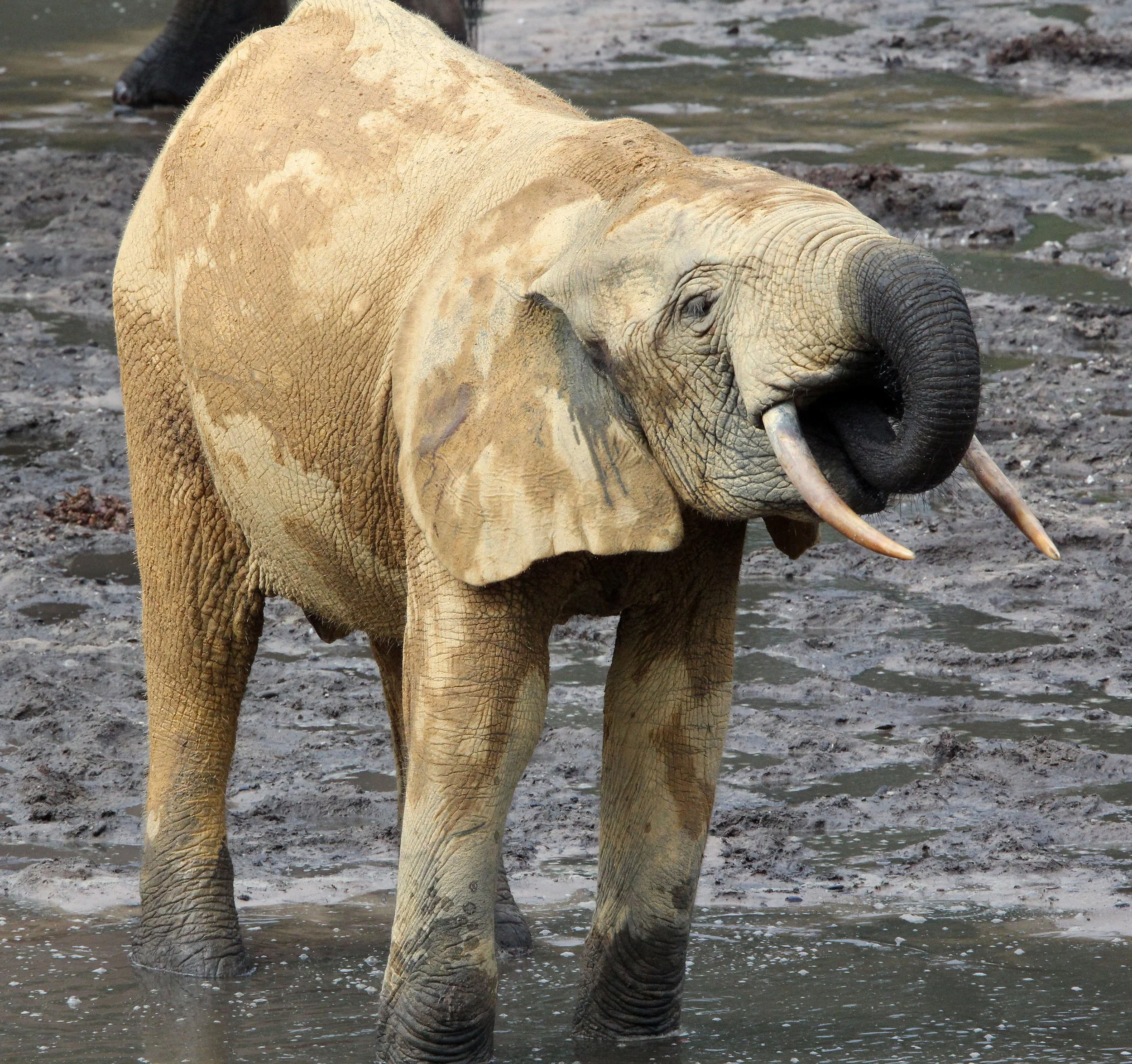 ELEPHANT - FOREST ELEPHANT - DZANGA BAI - DZANGA NDOKI NP CENTRAL AFRICAN REPUBLIC (207).JPG