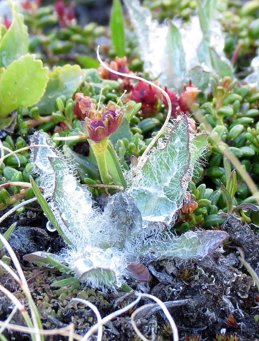 STELVIO NATIONAL PARK ITALY (20).JPG