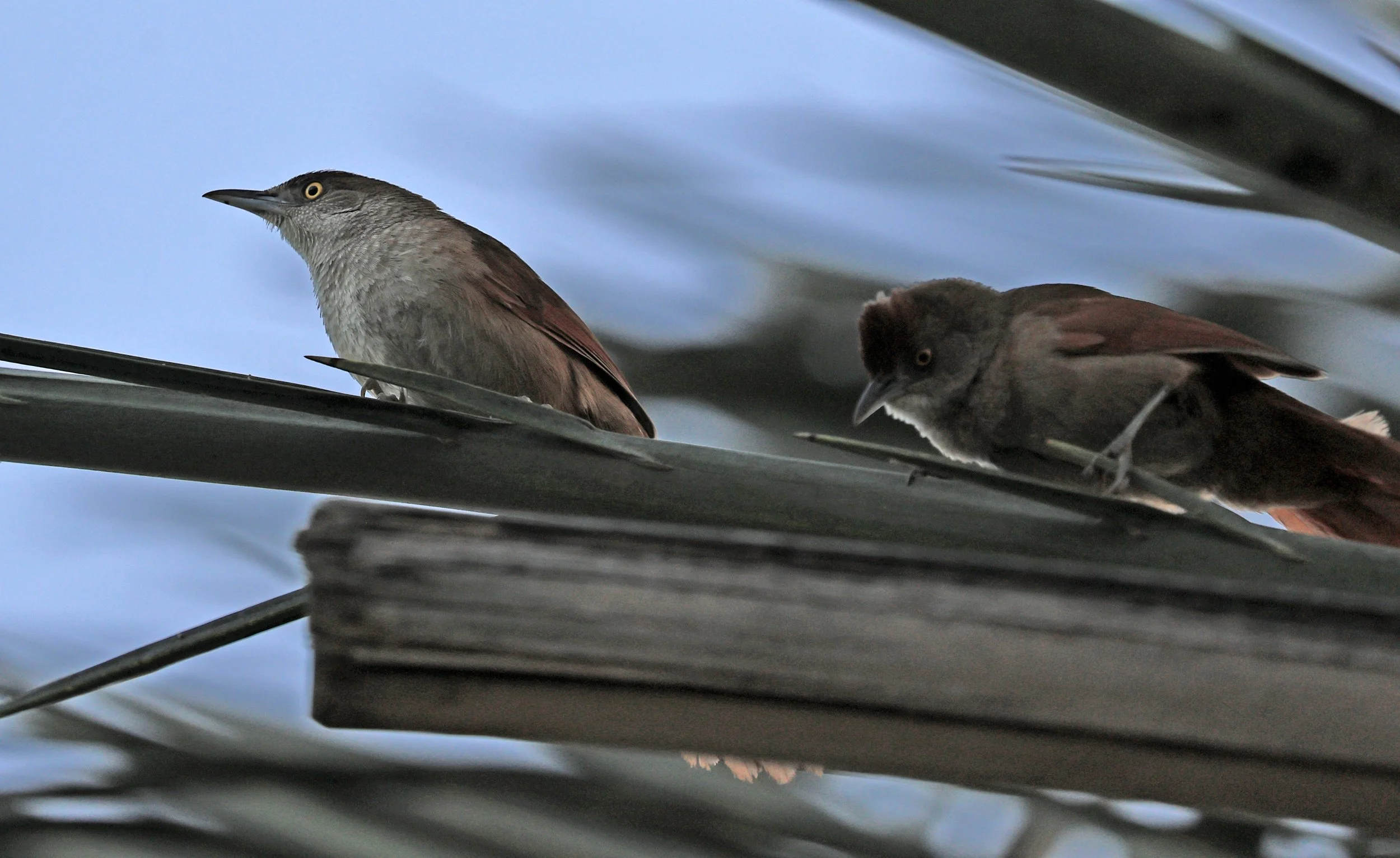 Greater Thornbird (Phacellodomus ruber) Hotel Iparoma Campestre Paraguay (3).jpg