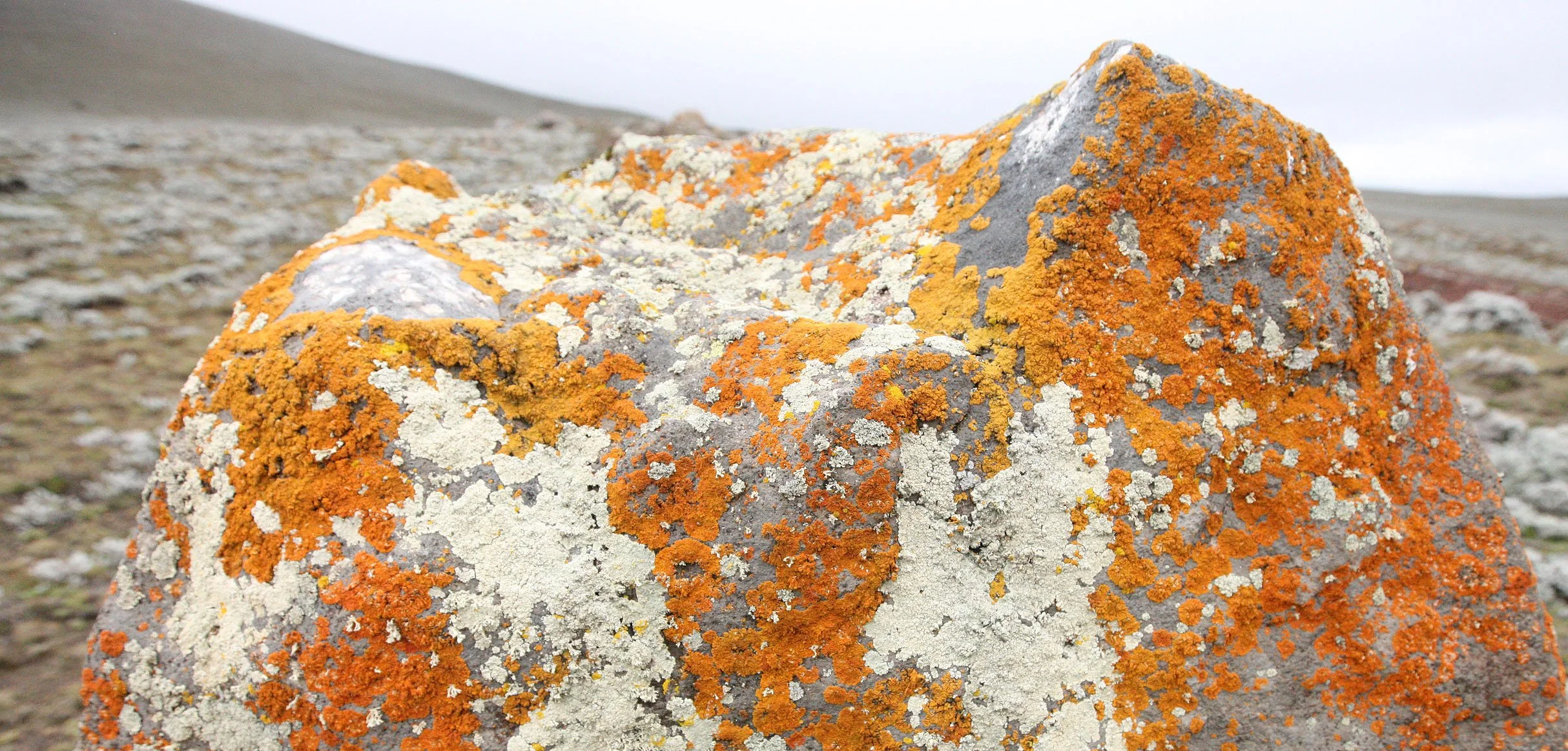 BALE MOUNTAINS NATIONAL PARK ETHIOPIA - SANETTI PLATEAU (15).JPG
