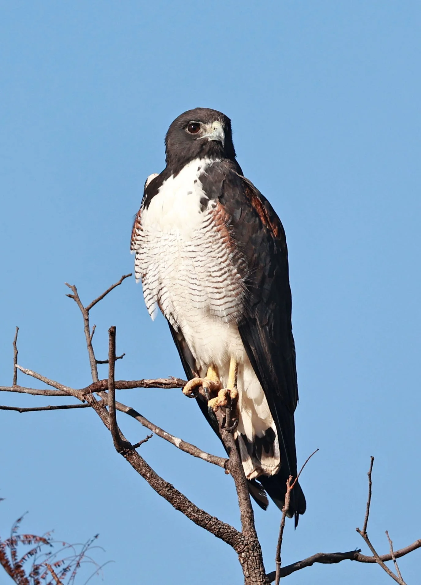 Hawk - White-tailed Hawk - Geranoaetus albicaudatus - Emas National Park, Goias State, Brazil (50).jpg