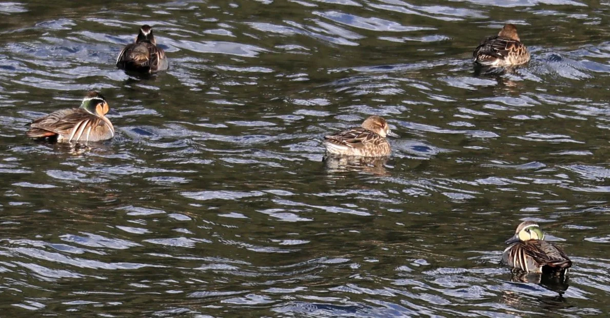 Baikal teal (Sibirionetta formosa) Takagawa Dam Lake, Kagoshima Japan (48).jpg