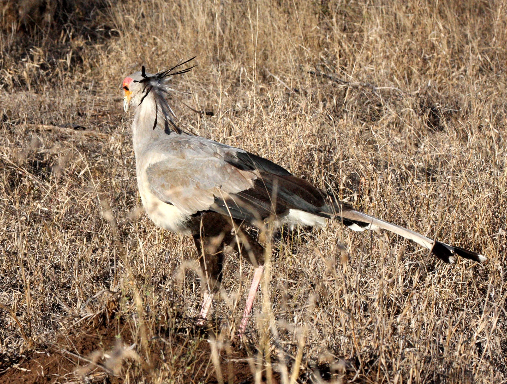 BIRD - SECRETARY BIRD - KRUGER NATIONAL PARK SOUTH AFRICA (5).JPG