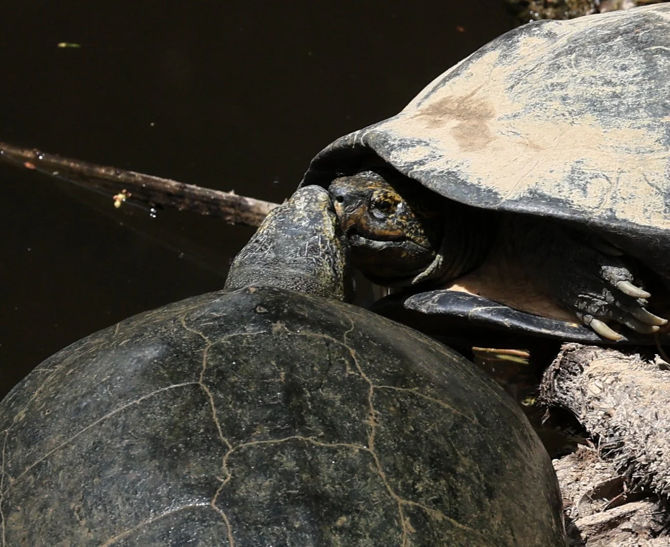 Giant Asian Pond Turtle (Heosemys grandis) Khao Yai National Park Feb 2026 Day 4 (4).jpg