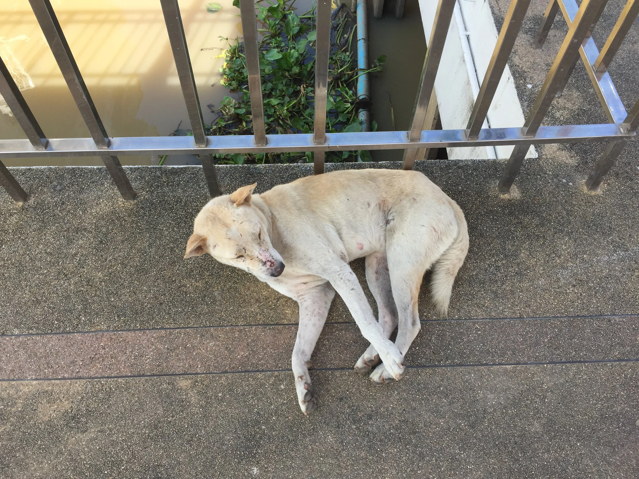 BKK - RIDE TO SUAN THIP PAKKRET FALL 2015 (28).JPG