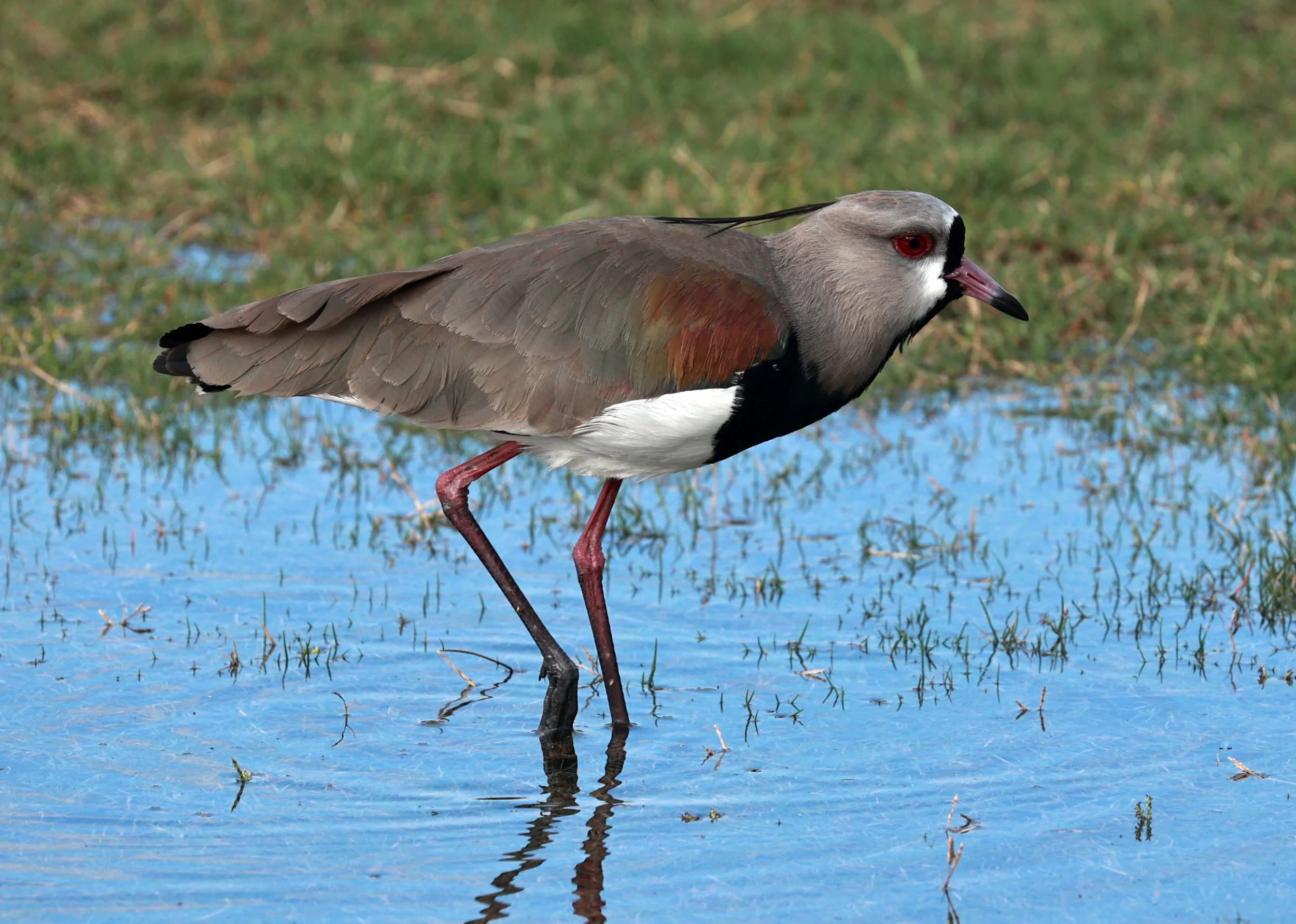 Southern Lapwing (Vanellus chilensis) Superagui Brazil