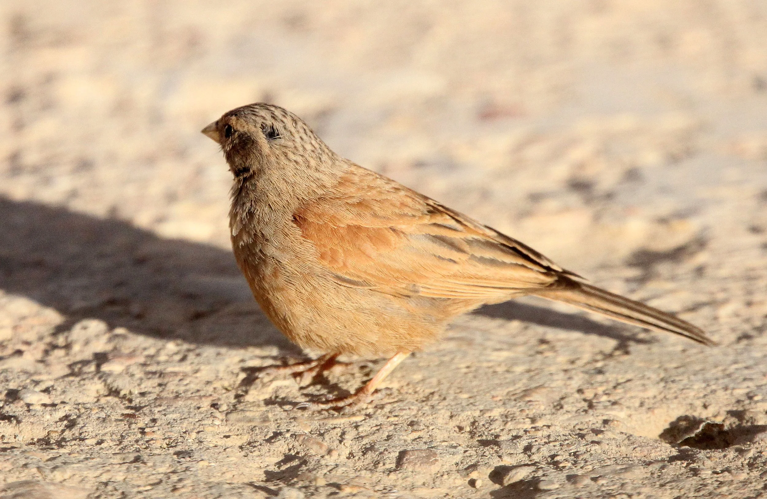 House Bunting (Emberiza sahari) Sened Village Atlas Mountians Tunisia (1).JPG