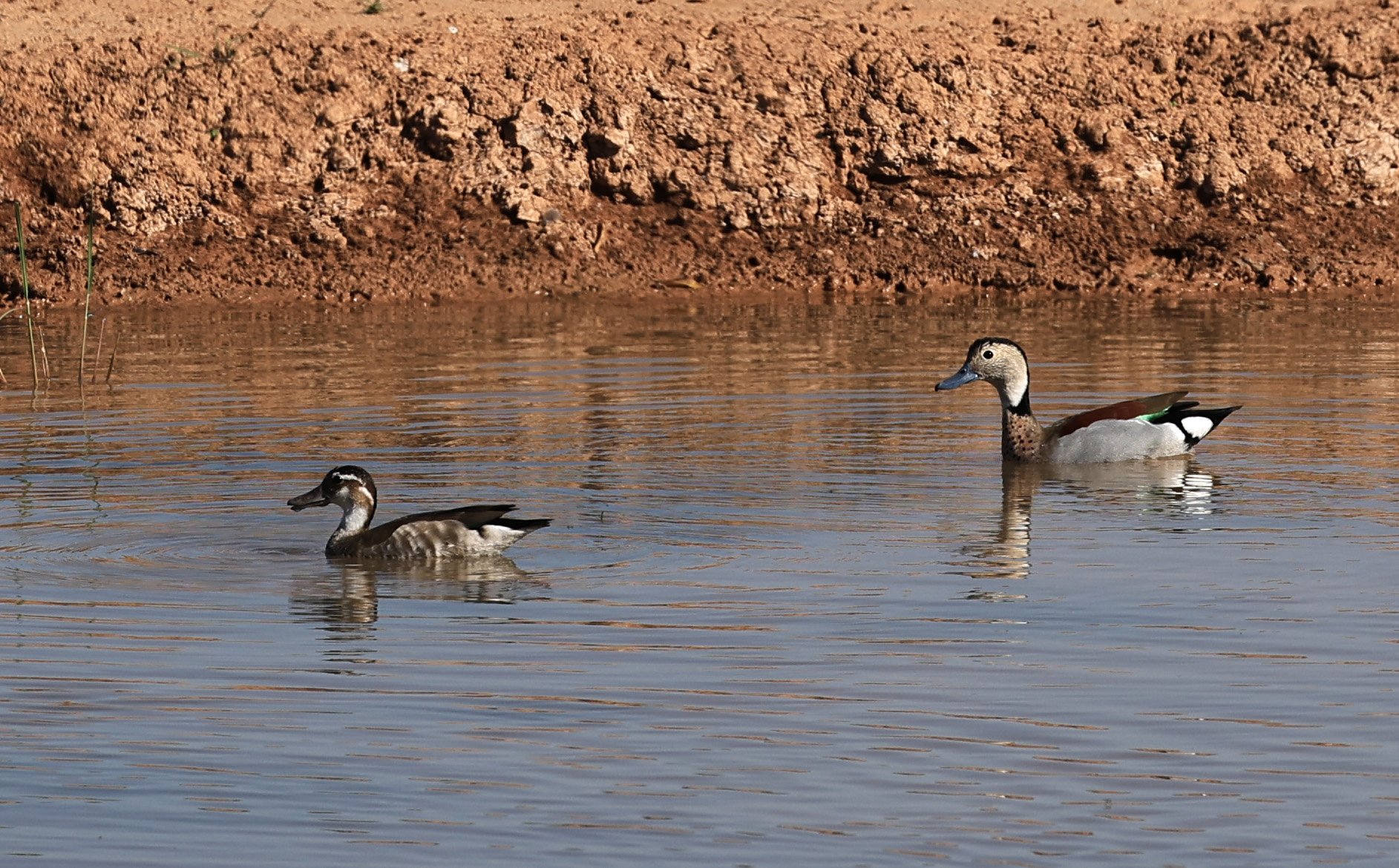 Ringed Teal (Callonetta leucophrys) Hotel Iparoma Campestre Paraguay (24).jpg