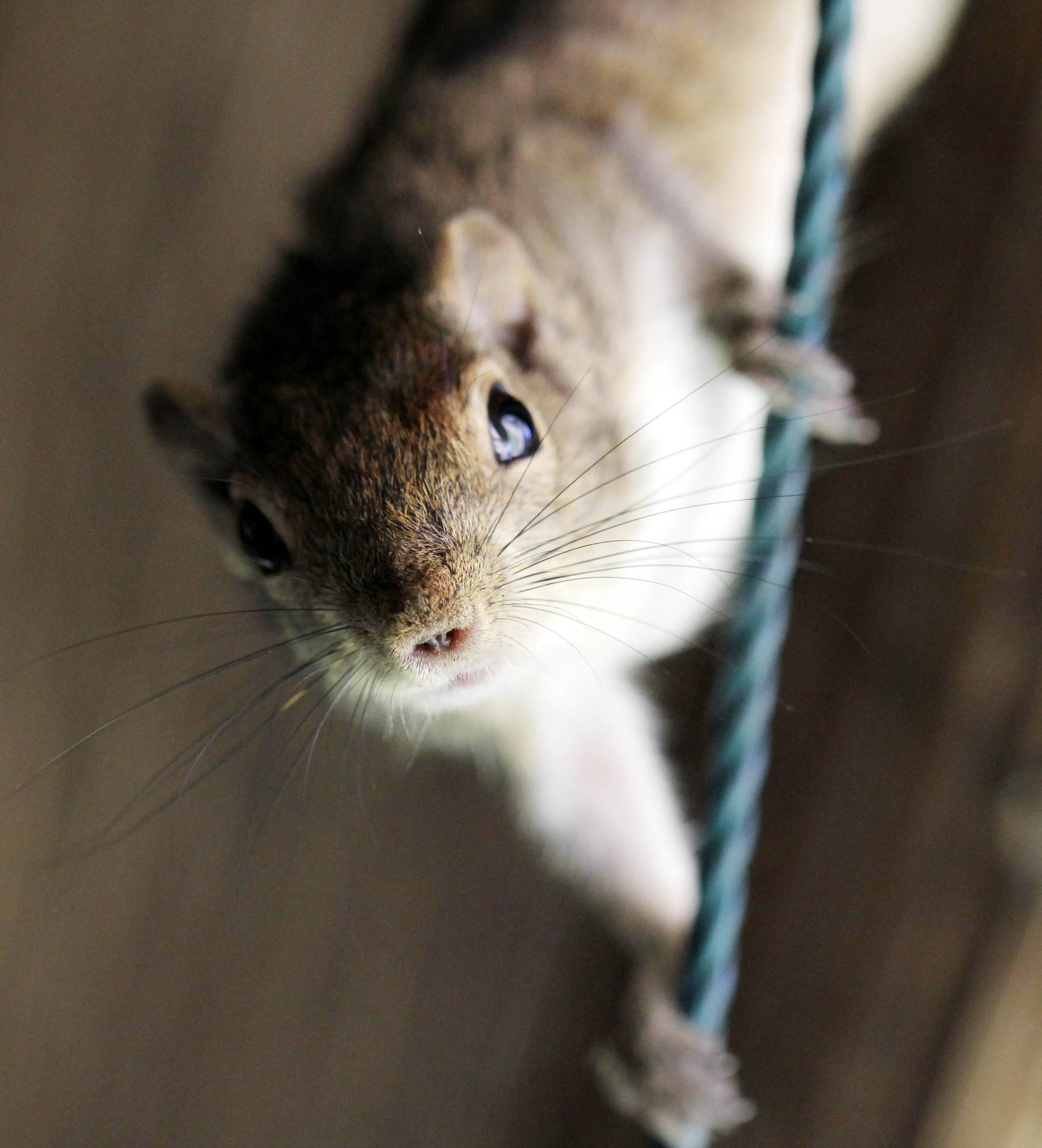 Genus Funambulus - Palm Squirrel — Coke Smith Wildlife