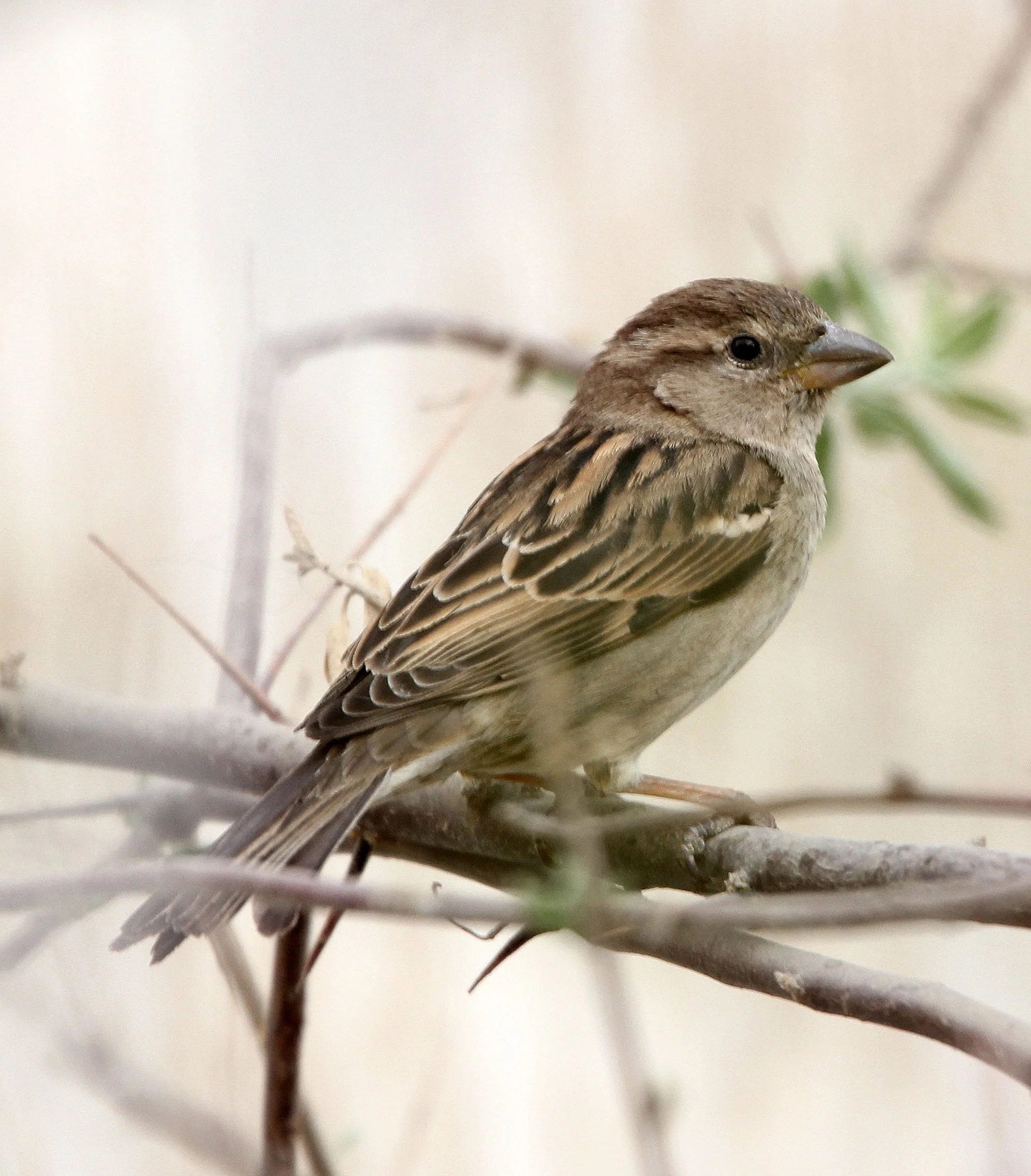 Eurasian Tree Sparrow (Passer montanus) Turpan Town, Xinjiang China (3).JPG