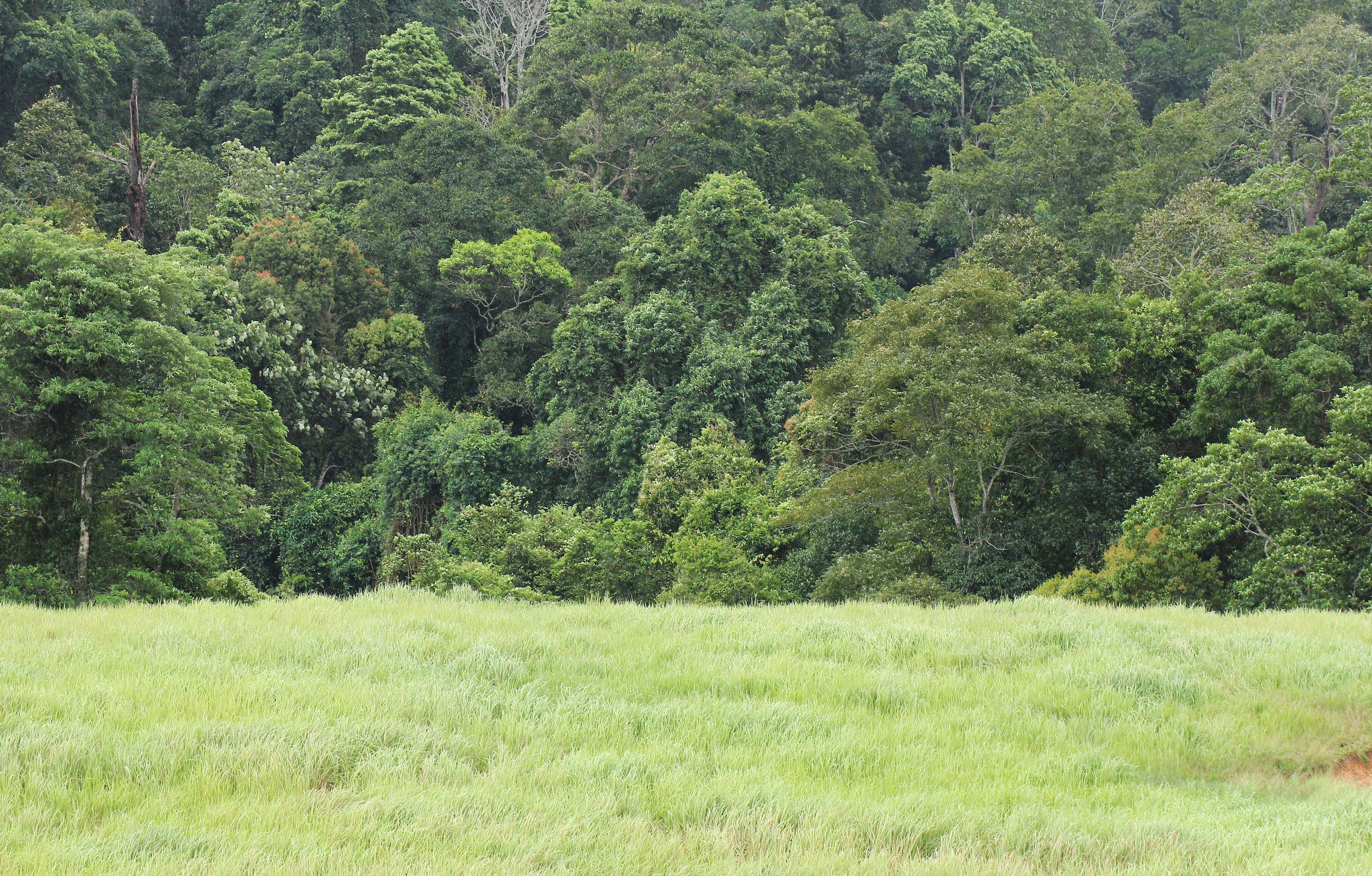 In 1932, the government moved villagers out due to the area becoming a hideout for criminals. When the park was officially established in 1962, the abandoned fields remained as open, grassy areas.