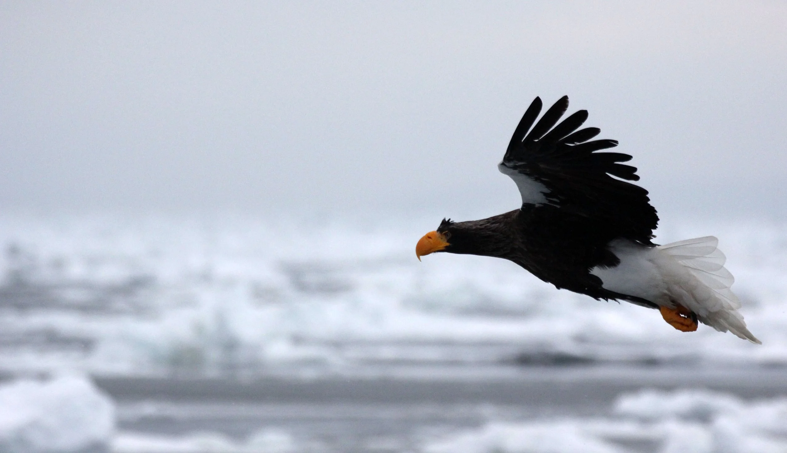BIRD - EAGLE - STELLER'S SEA EAGLE - RAUSU, SHIRETOKO PENINSULA, HOKKAIDO JAPAN (202).JPG