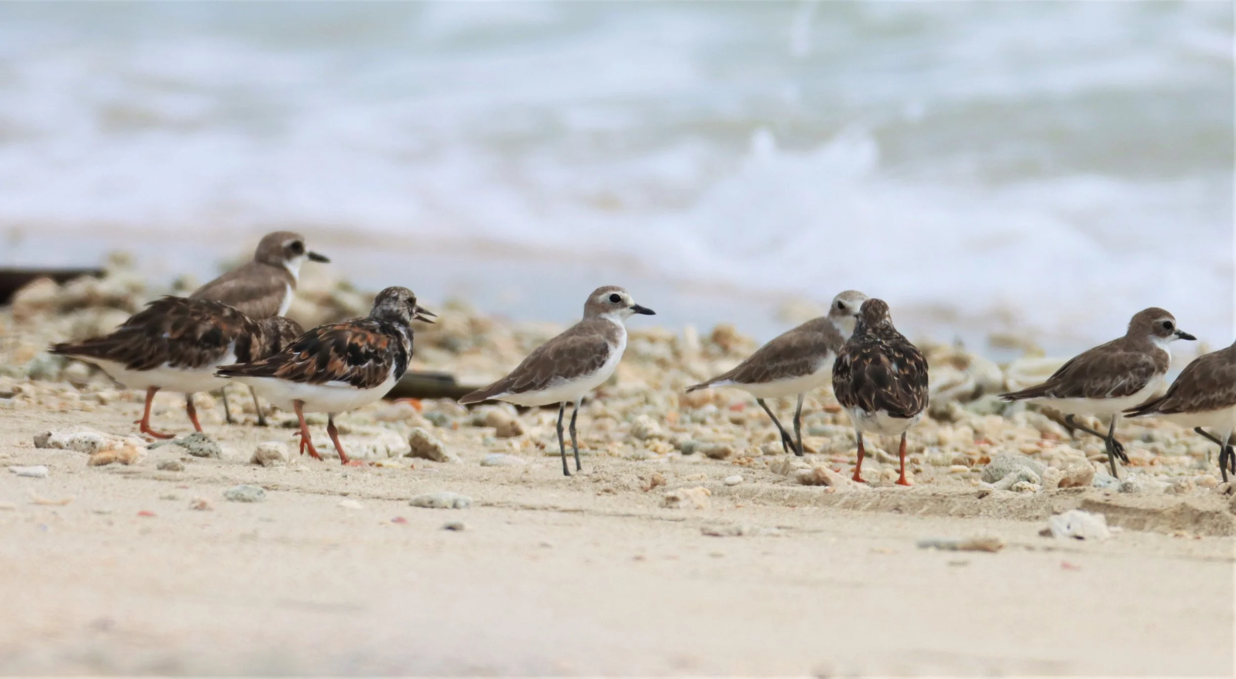 TURNSTONE - RUDDY TURNSTONE - Arenaria interpres - WITH GREATER SAND PLOVER - LAEM PAKARANG PHANG NGA (12).jpg