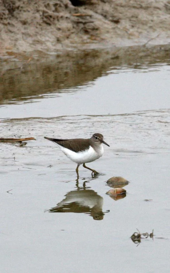 BIRD - SANDPIPER - COMMON SANDPIPER- YANCHENG CHINA (11).JPG