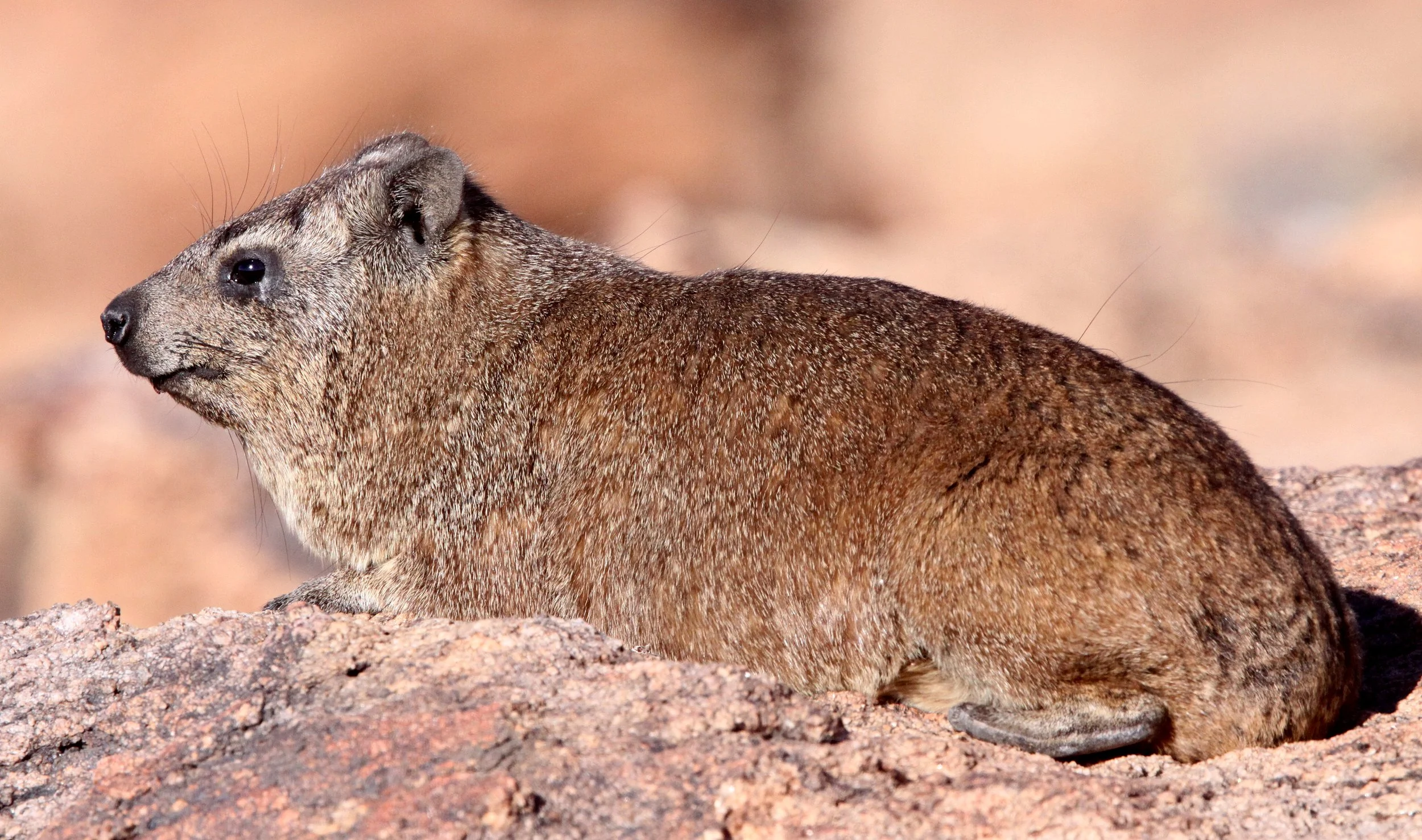 Procavia capensis capensis - CAPE ROCK HYRAX OR DASSIE - AUGRABIES FALLS SOUTH AFRICA (22).JPG