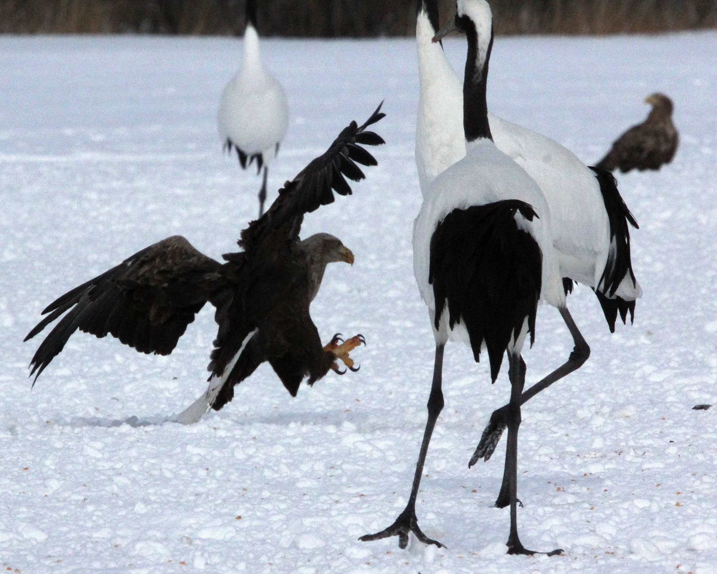 Haliaeetus albicilla - WHITE-TAILED EAGLE - AKAN INTERNATIONAL CRANE CENTER - HOKKAIDO JAPAN (122).JPG