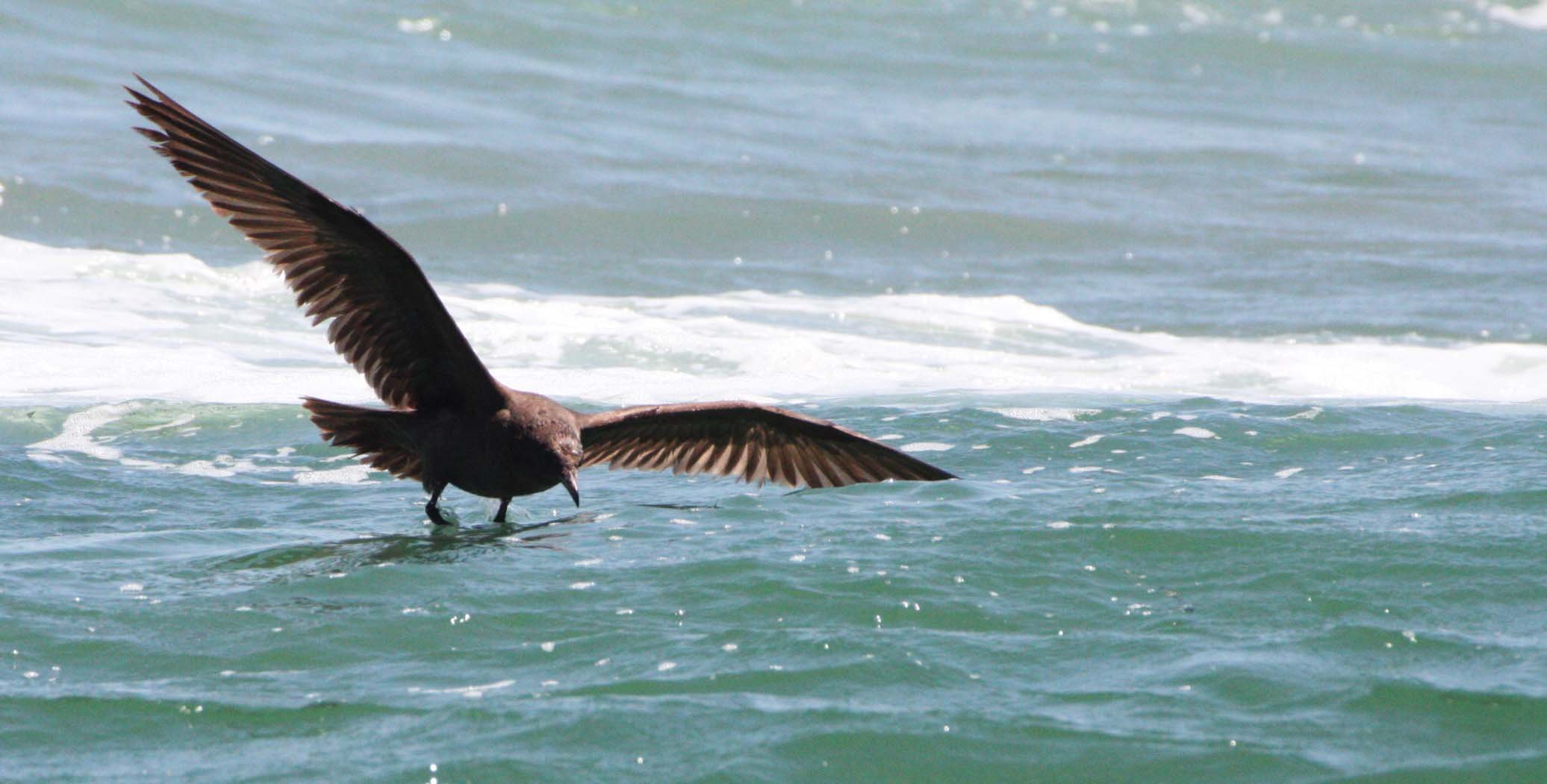 BIRD - GULL - HEERMAN'S GULL - SAN IGNACIO LAGOON BAJA MEXICO (4).JPG