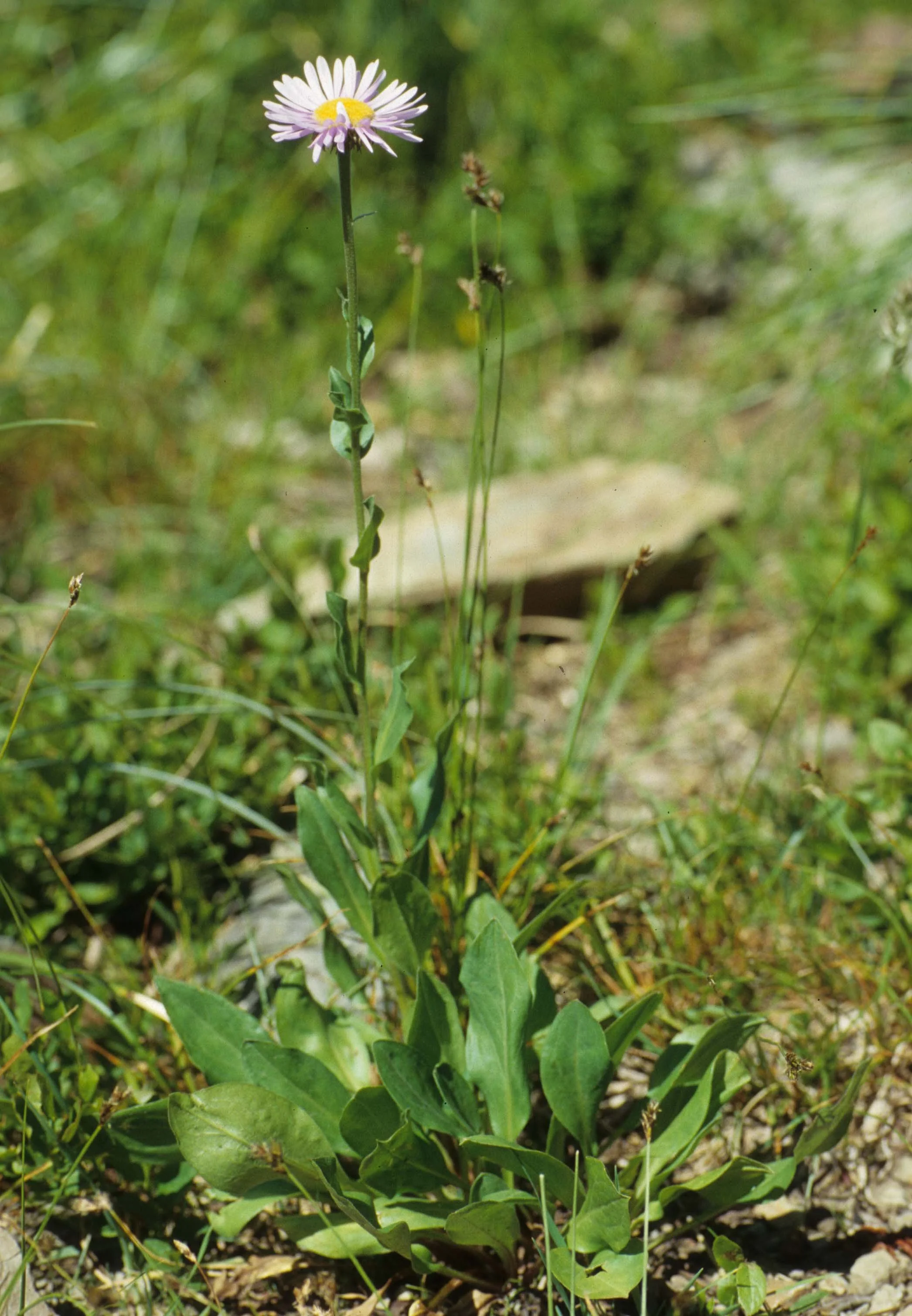 MONTANA - GLACIER - ASTERACEAE SPECIES - ID.jpg