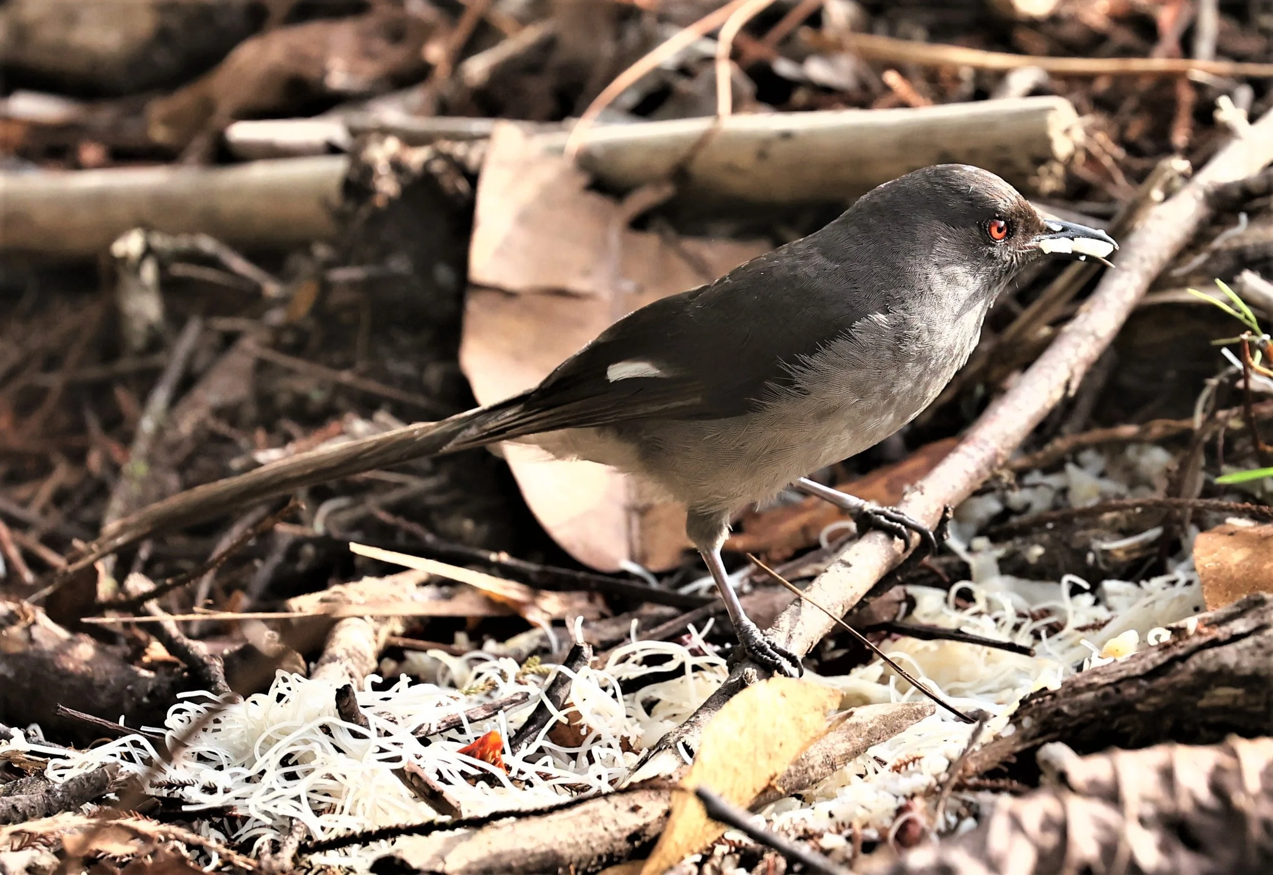 Heterophasia picaoides - LONG-TAILED SIBIA - FRASER'S HILL, MALAYSIA JUNE 2022 (25).jpg